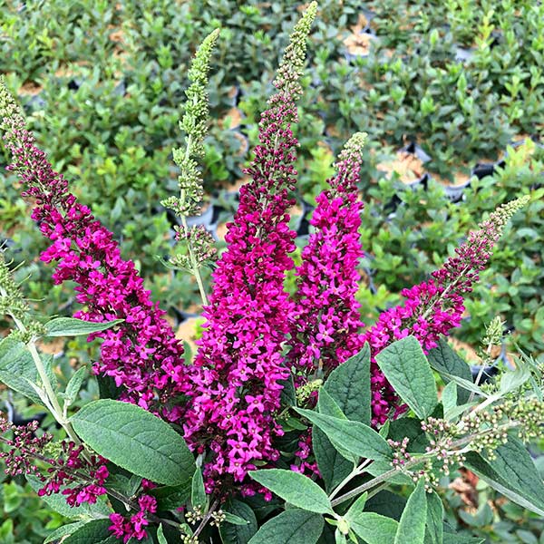 Lo & Behold® Ruby Chip® Butterfly Bush - Image 2