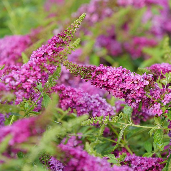 Lo & Behold® Ruby Chip® Butterfly Bush - Image 3