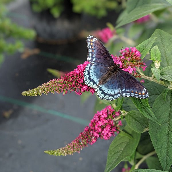 Lo & Behold® Ruby Chip® Butterfly Bush - Image 4