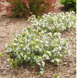 Low Scape Mound® Chokeberry - Image 3