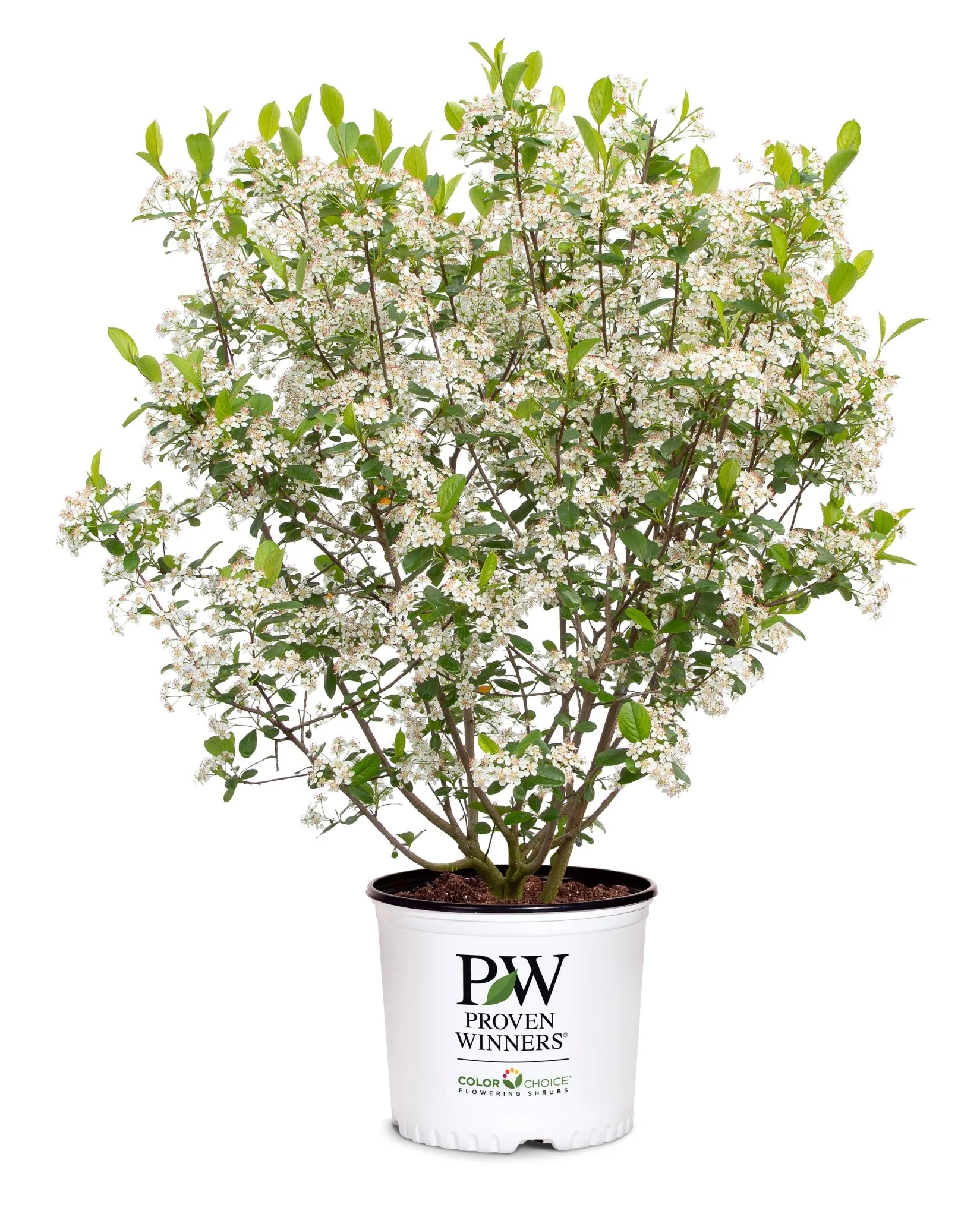 Low Scape Snowfire® Chokeberry