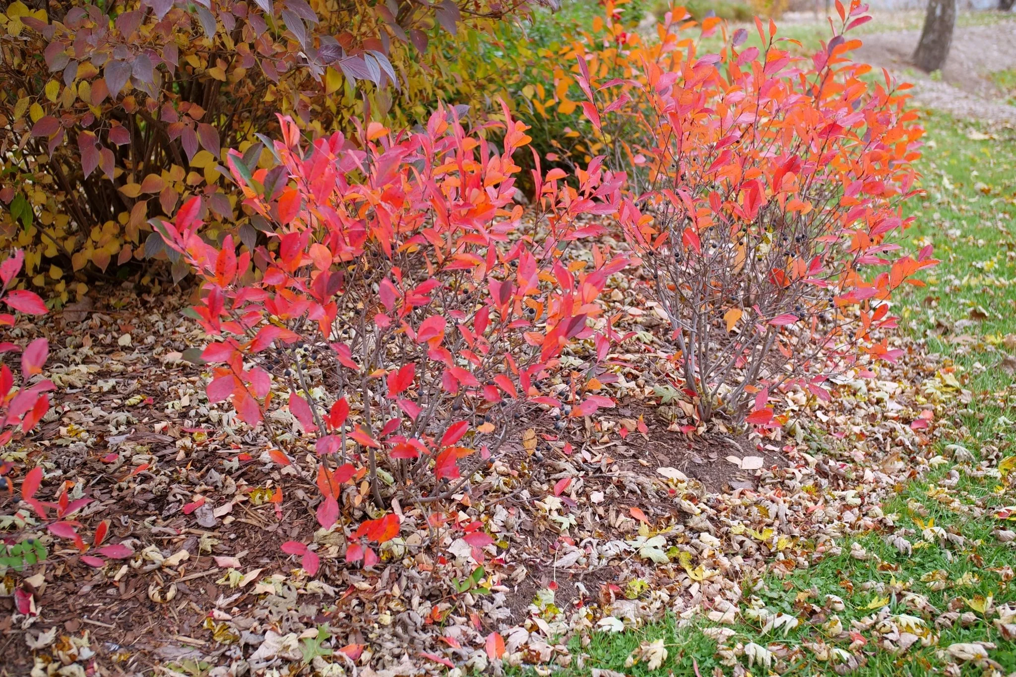 Low Scape Snowfire® Chokeberry - Image 10