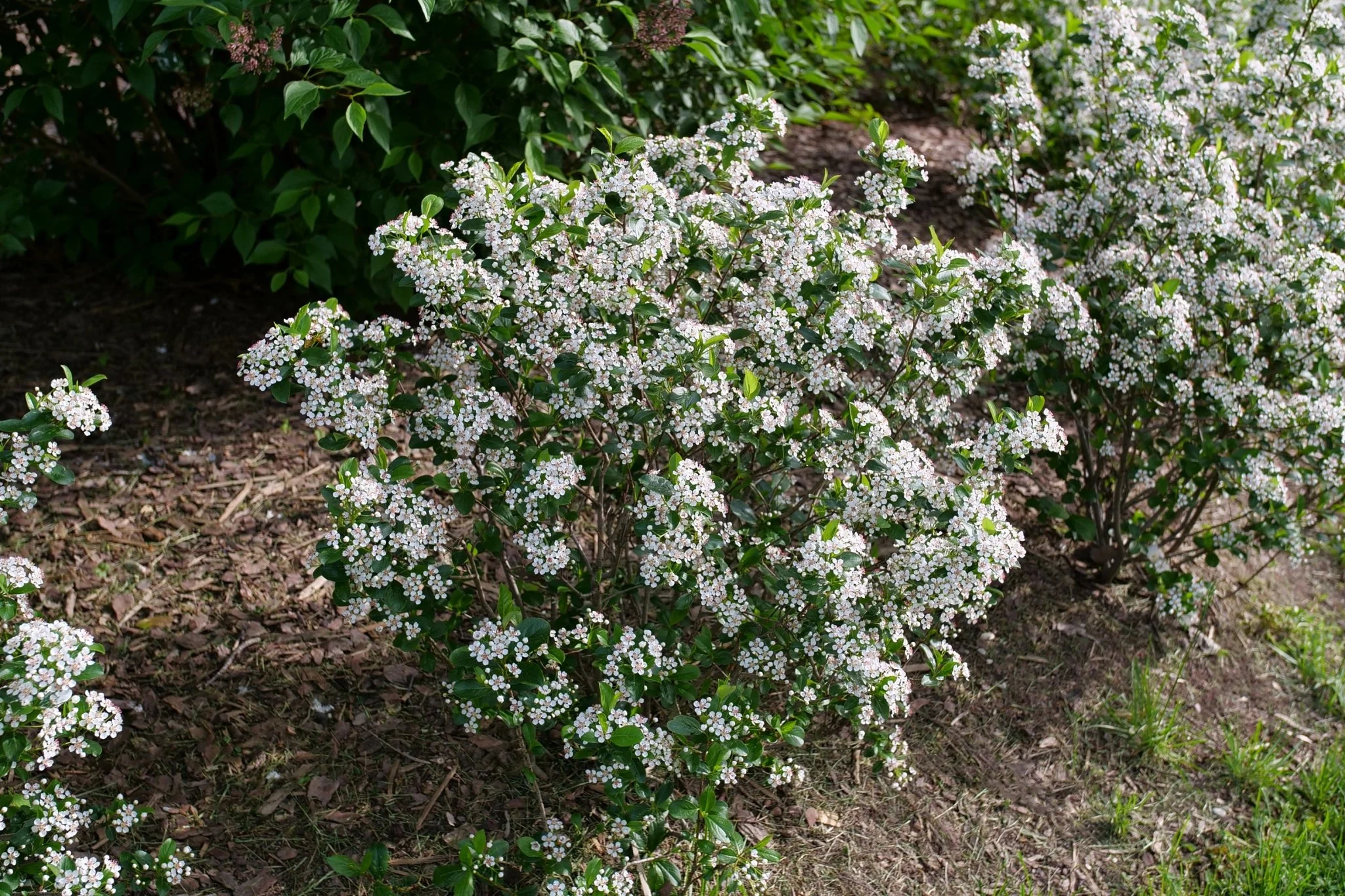 Low Scape Snowfire® Chokeberry - Image 11