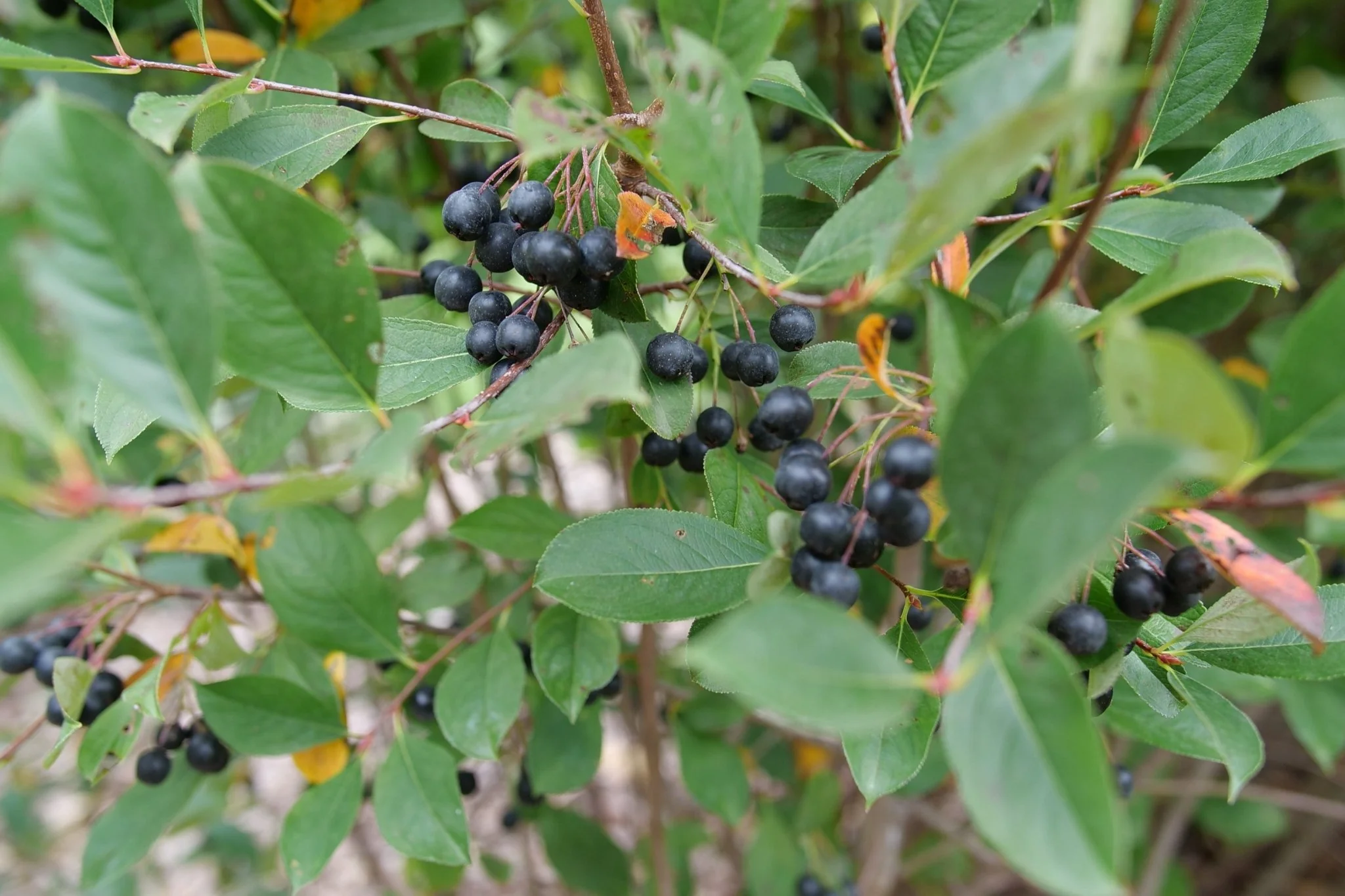 Low Scape Snowfire® Chokeberry - Image 12