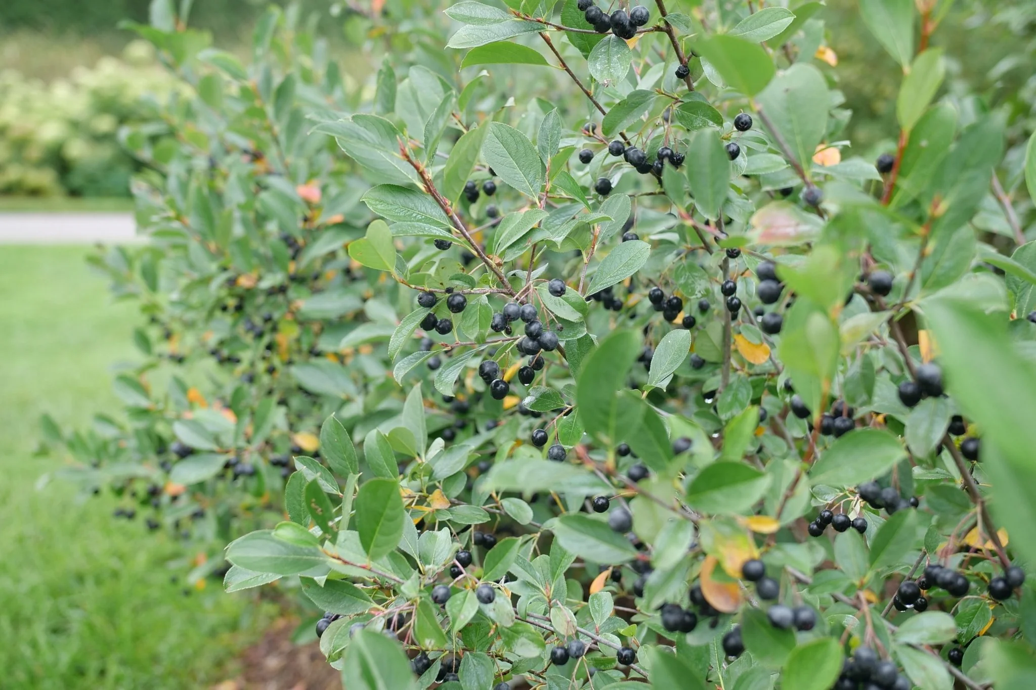 Low Scape Snowfire® Chokeberry - Image 13