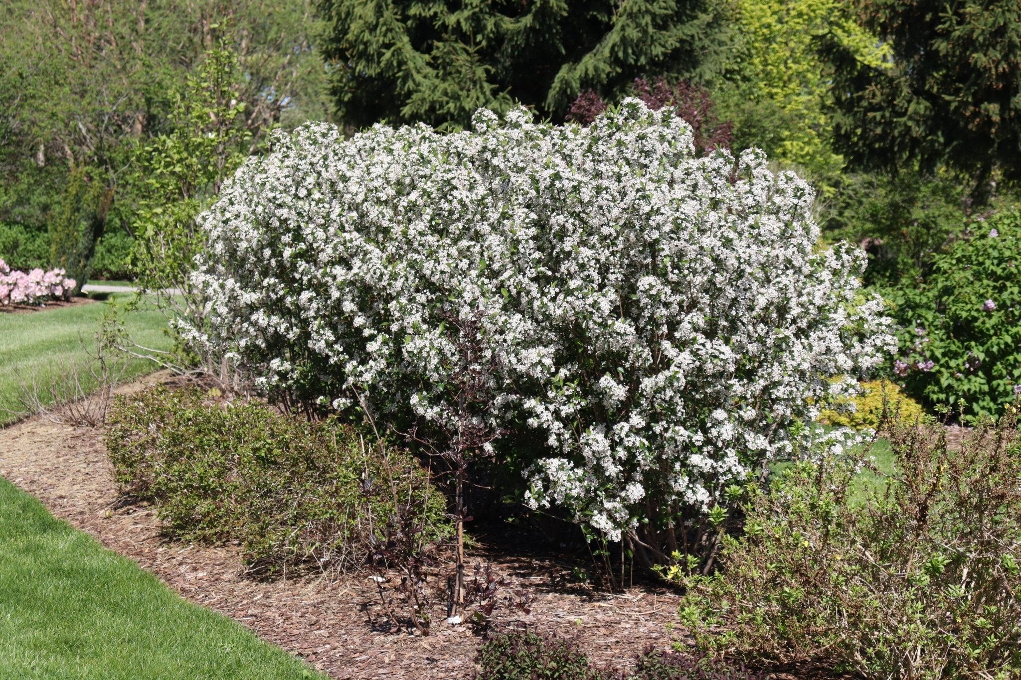 Low Scape Snowfire® Chokeberry - Image 6