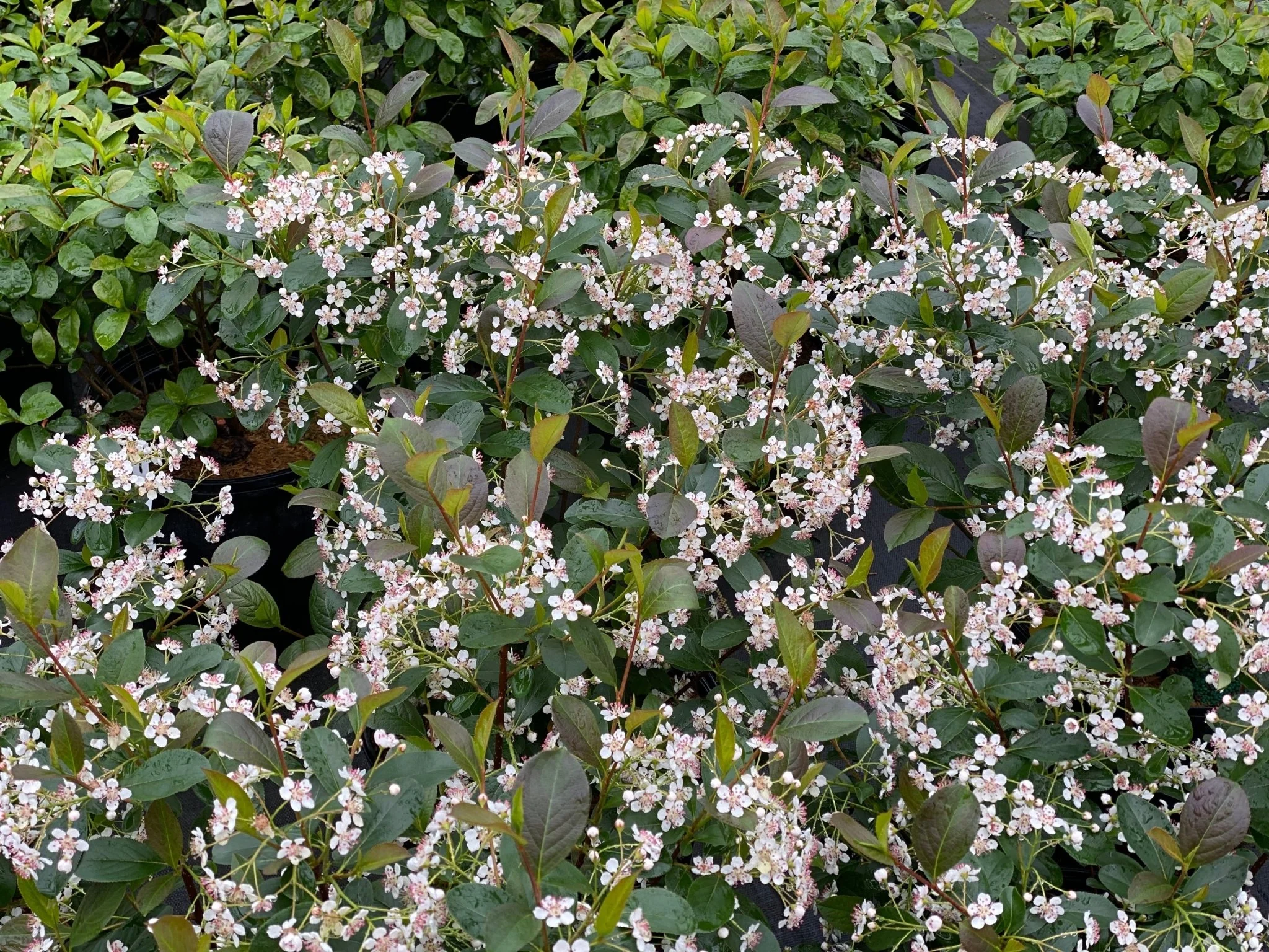 Low Scape Snowfire® Chokeberry - Image 8