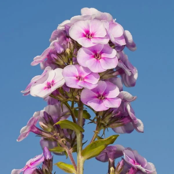 Luminary® Opalescence Tall Garden Phlox