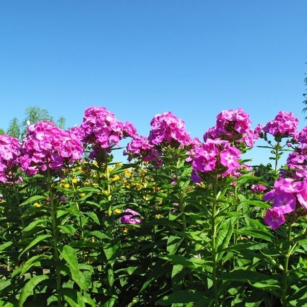 Luminary® Ultraviolet Tall Garden Phlox