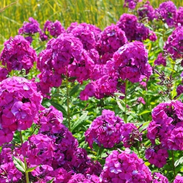 Luminary® Ultraviolet Tall Garden Phlox - Image 2