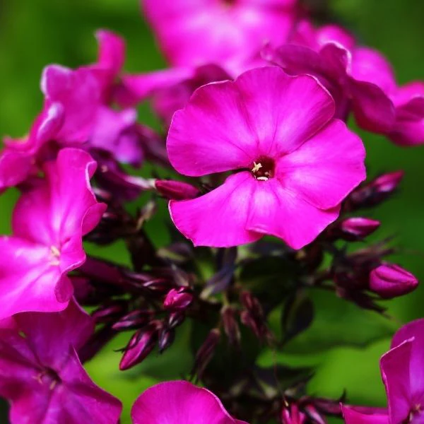 Luminary® Ultraviolet Tall Garden Phlox - Image 3