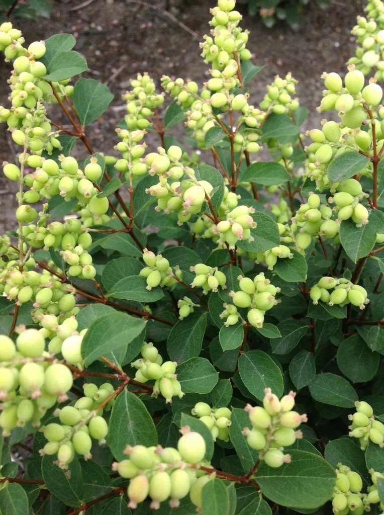 Magical® Avalanche Snowberry - Image 3
