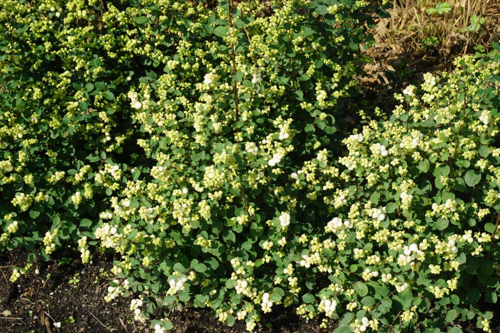 Magical® Avalanche Snowberry - Image 4