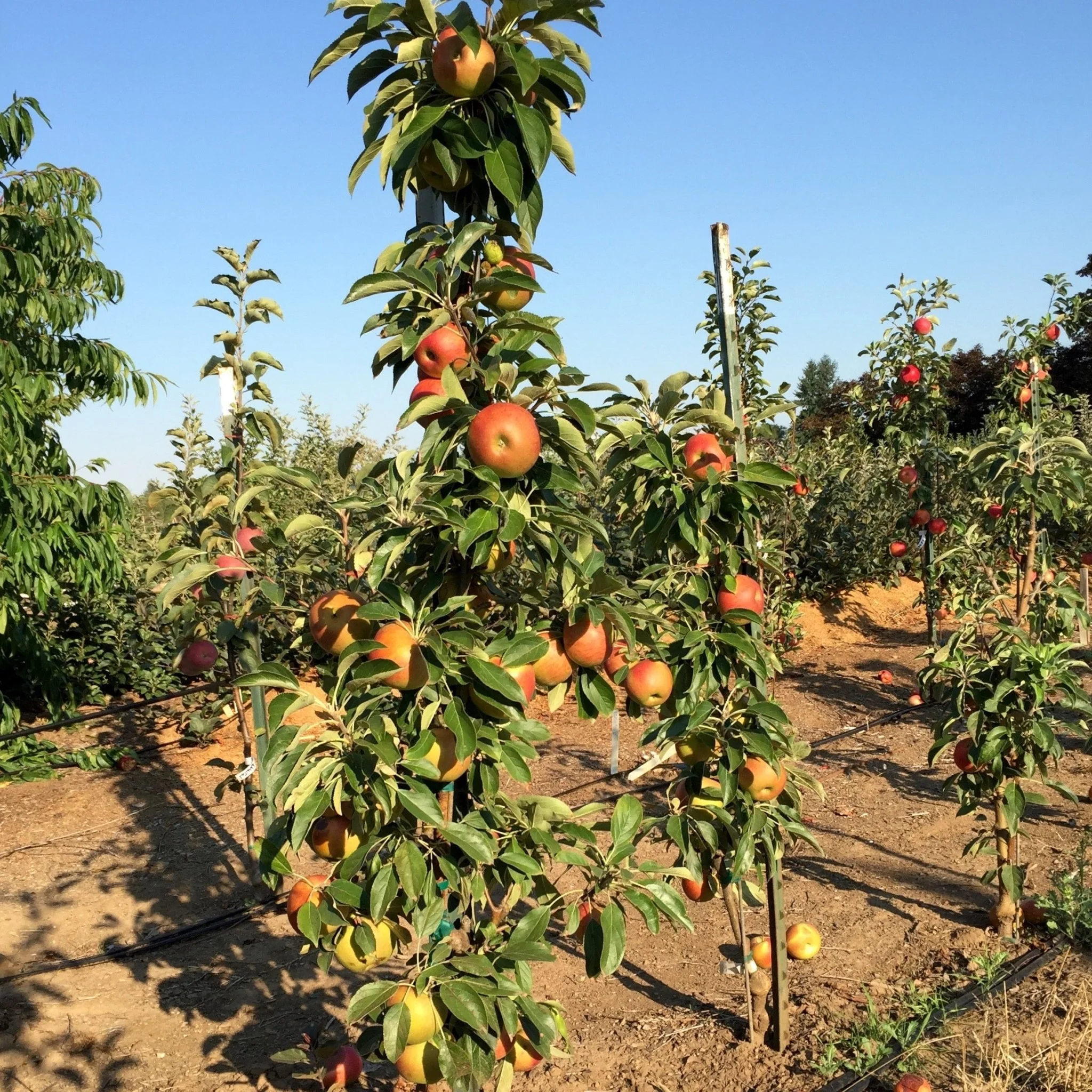 Fruit Snacks® Blushing Delight™ Columnar Apple Tree - Image 2