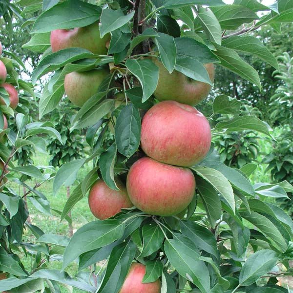 Fruit Snacks® Blushing Delight™ Columnar Apple Tree - Image 3