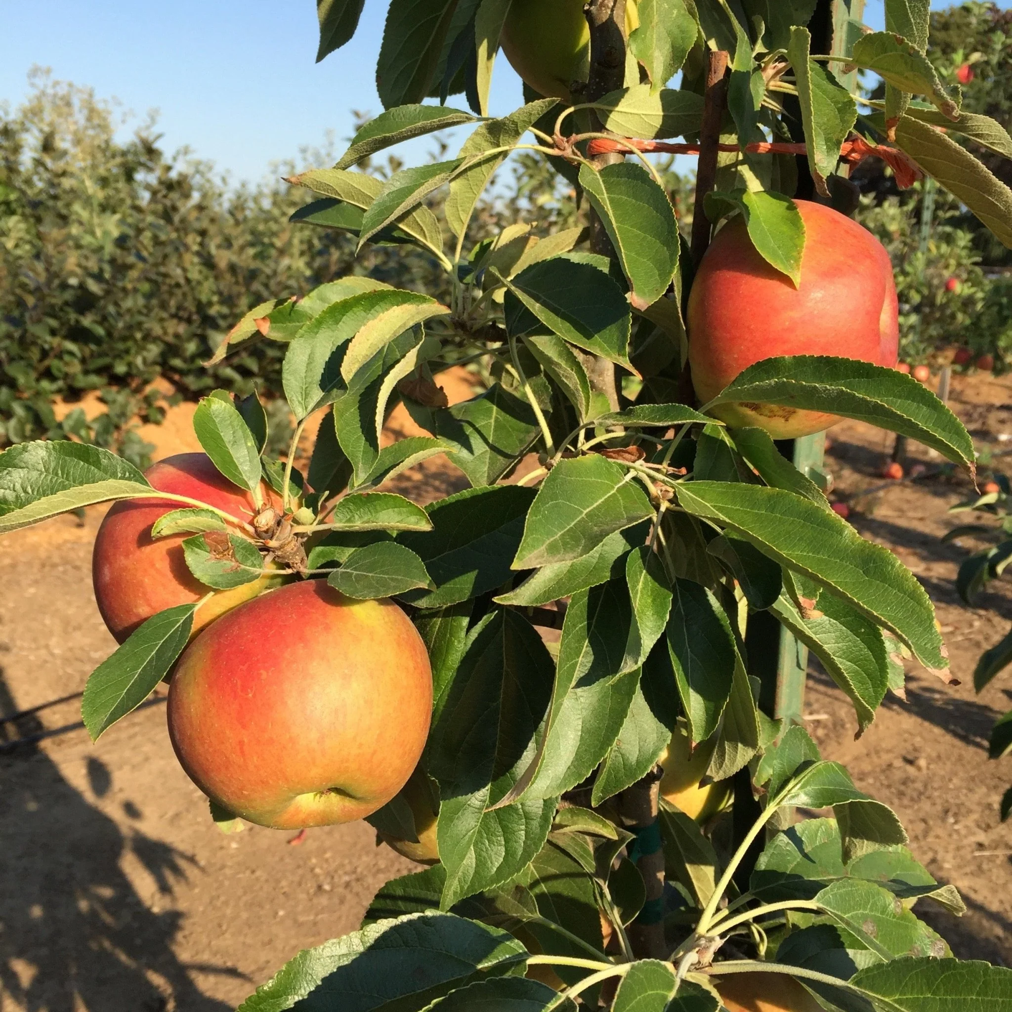 Fruit Snacks® Blushing Delight™ Columnar Apple Tree - Image 4