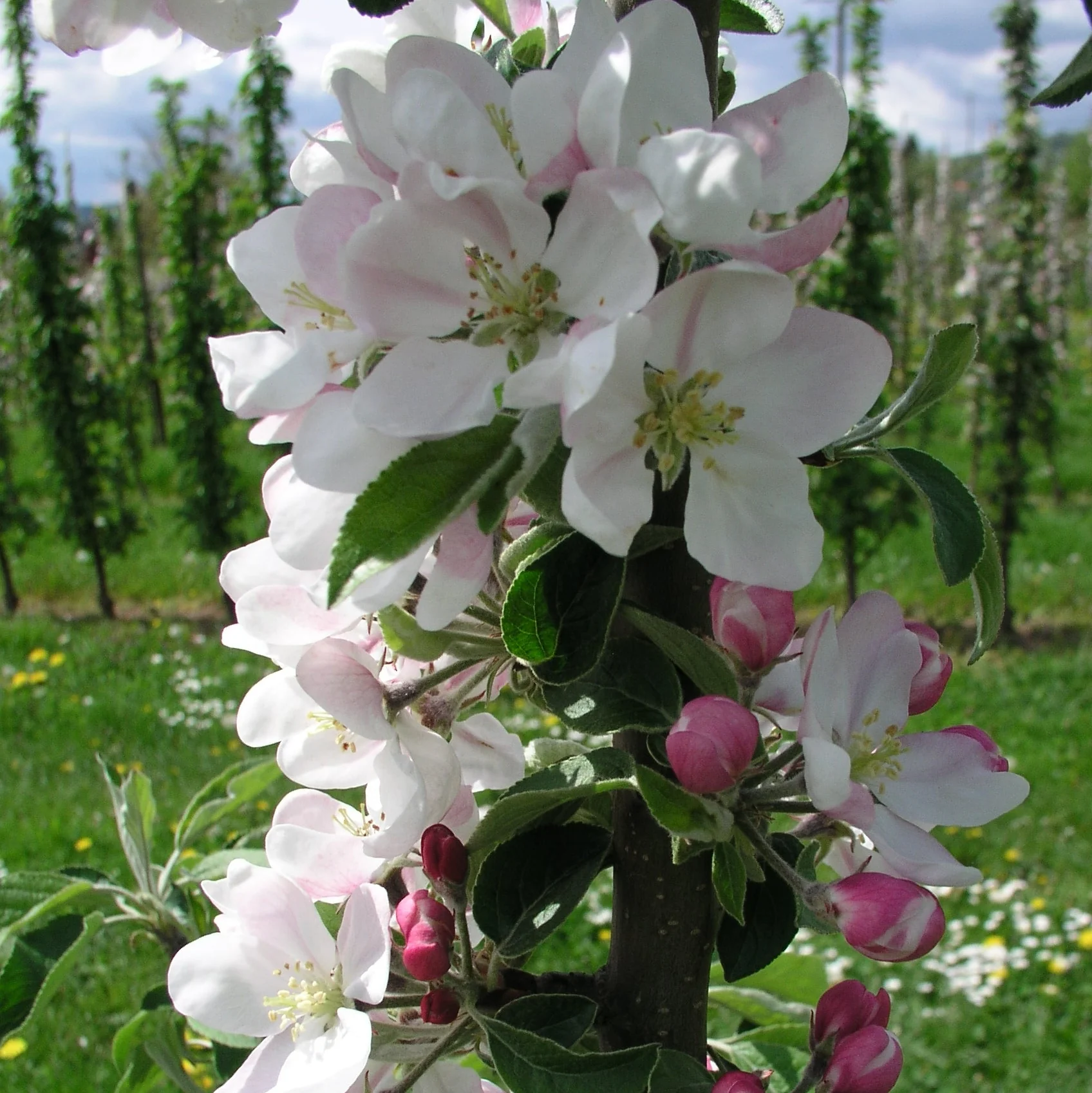 Fruit Snacks® Blushing Delight™ Columnar Apple Tree - Image 5