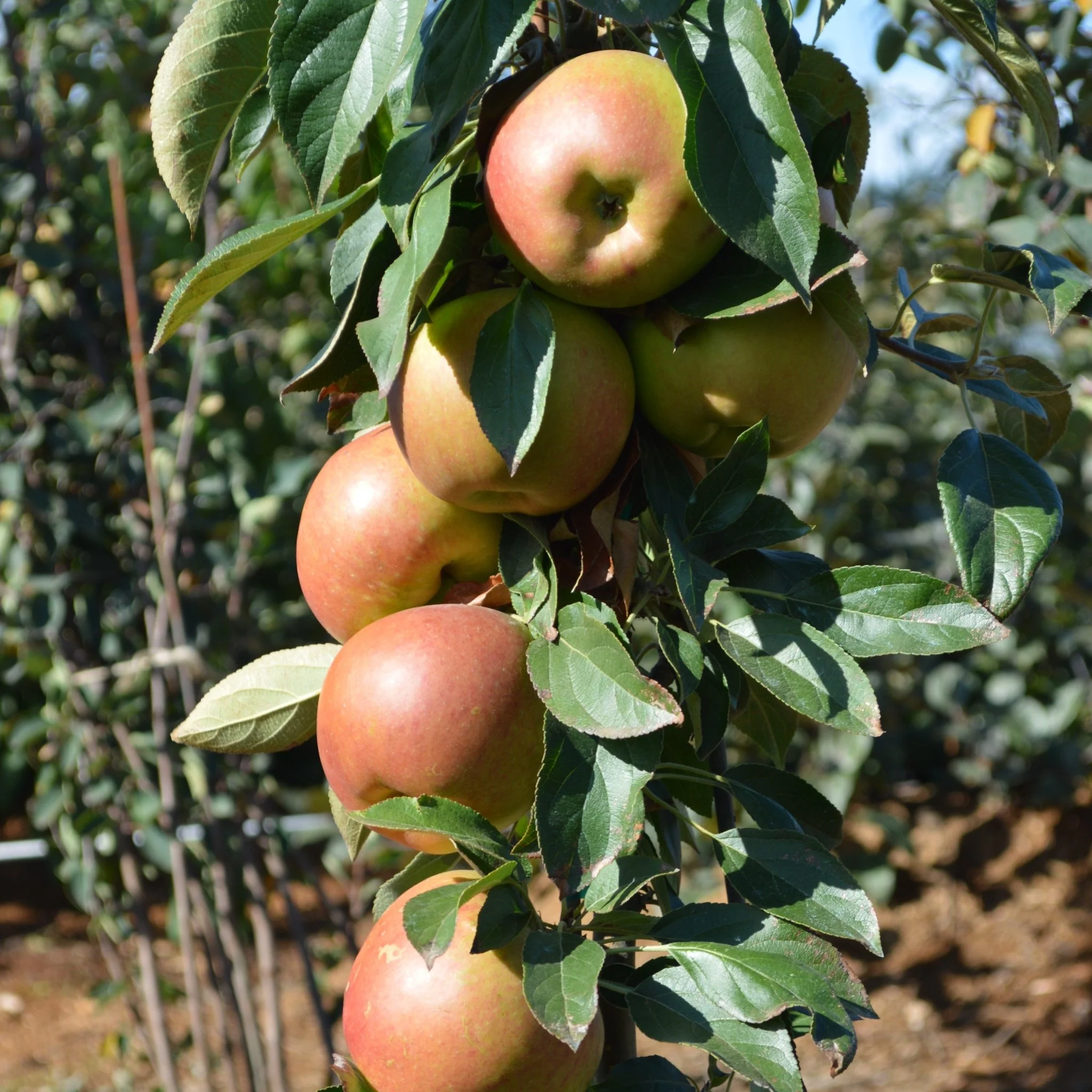 Fruit Snacks® Blushing Delight™ Columnar Apple Tree - Image 6