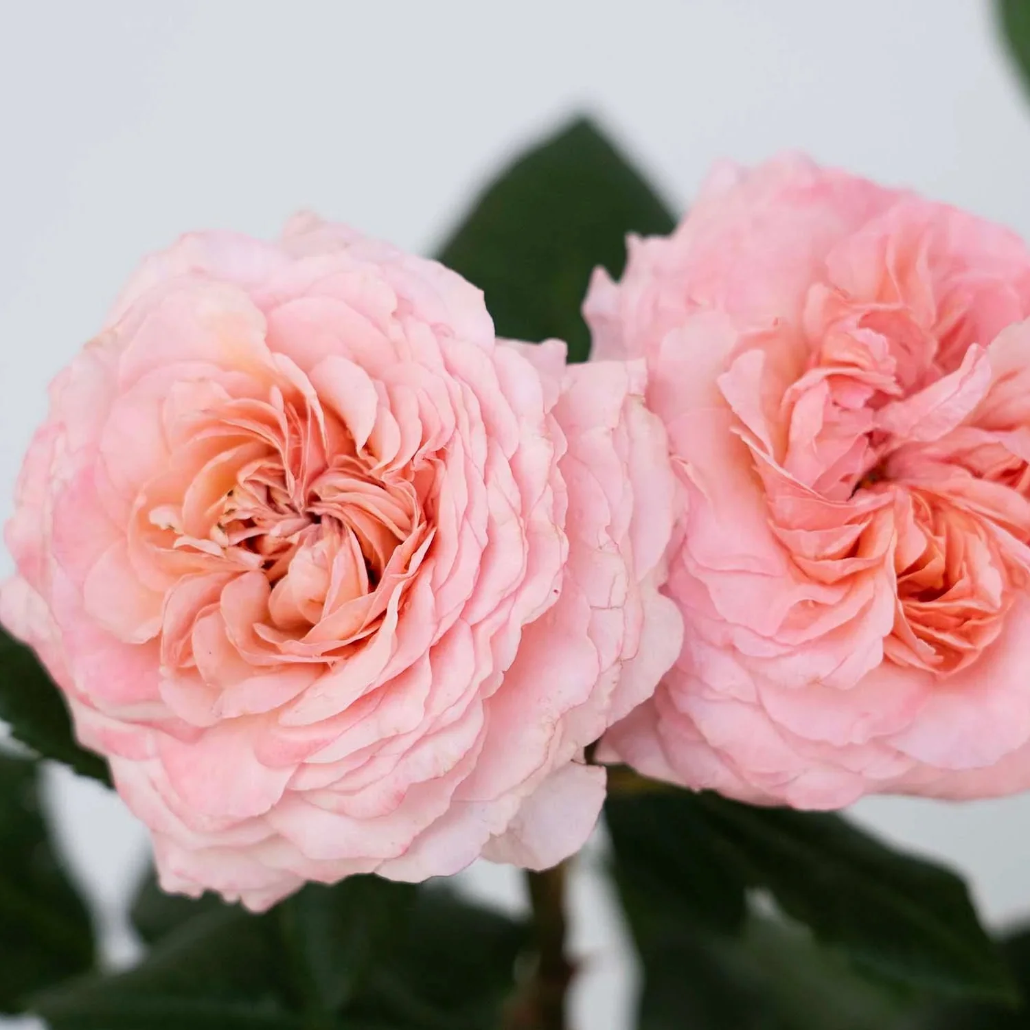 Martha Stewart™ Hybrid Tea Rose - Image 4