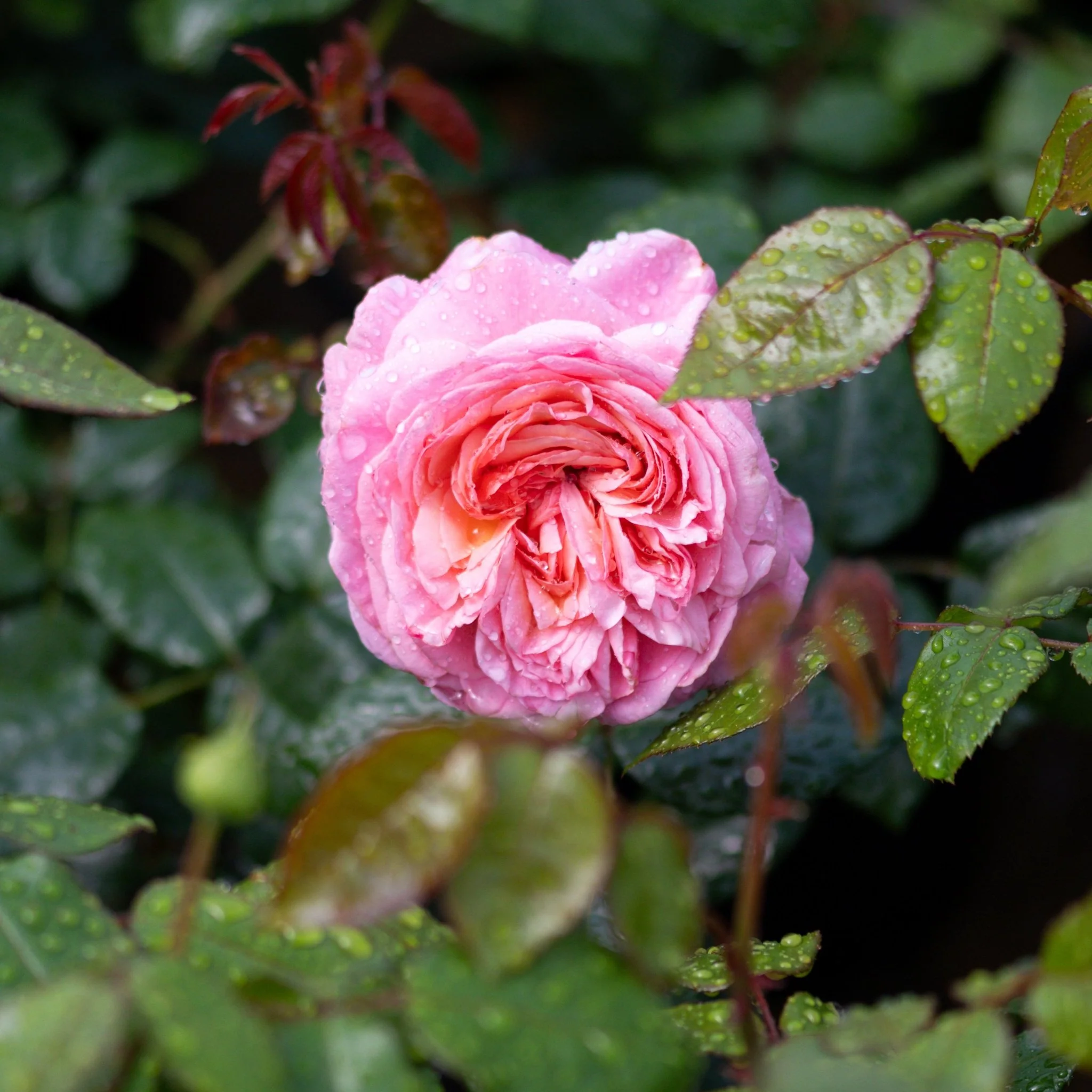Martha Stewart™ Hybrid Tea Rose - Image 5