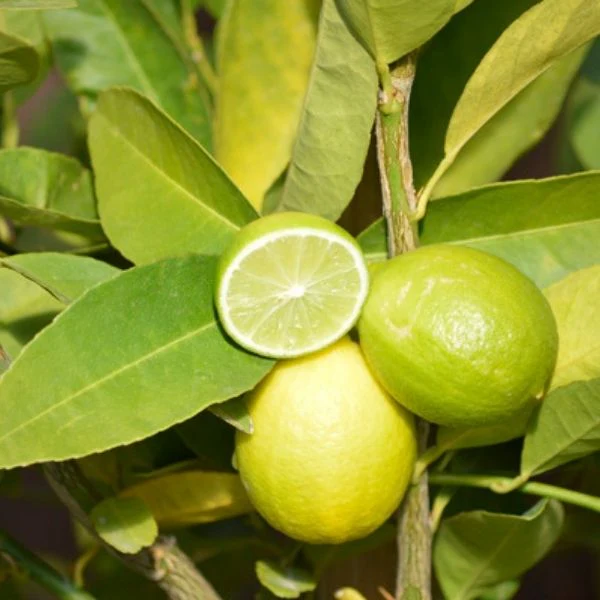 Mexican Key Lime