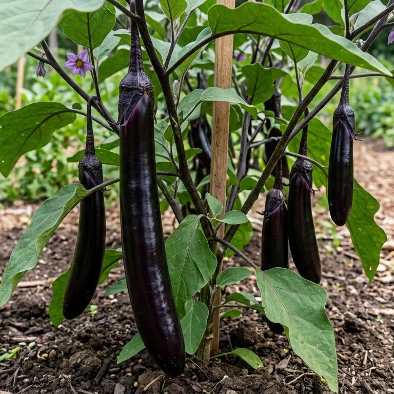 Millionaire Eggplant