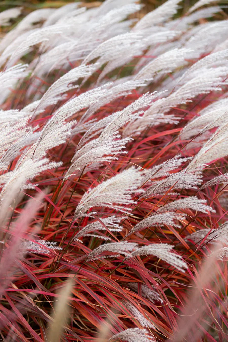 Miscanthus Lady in Red - Image 2