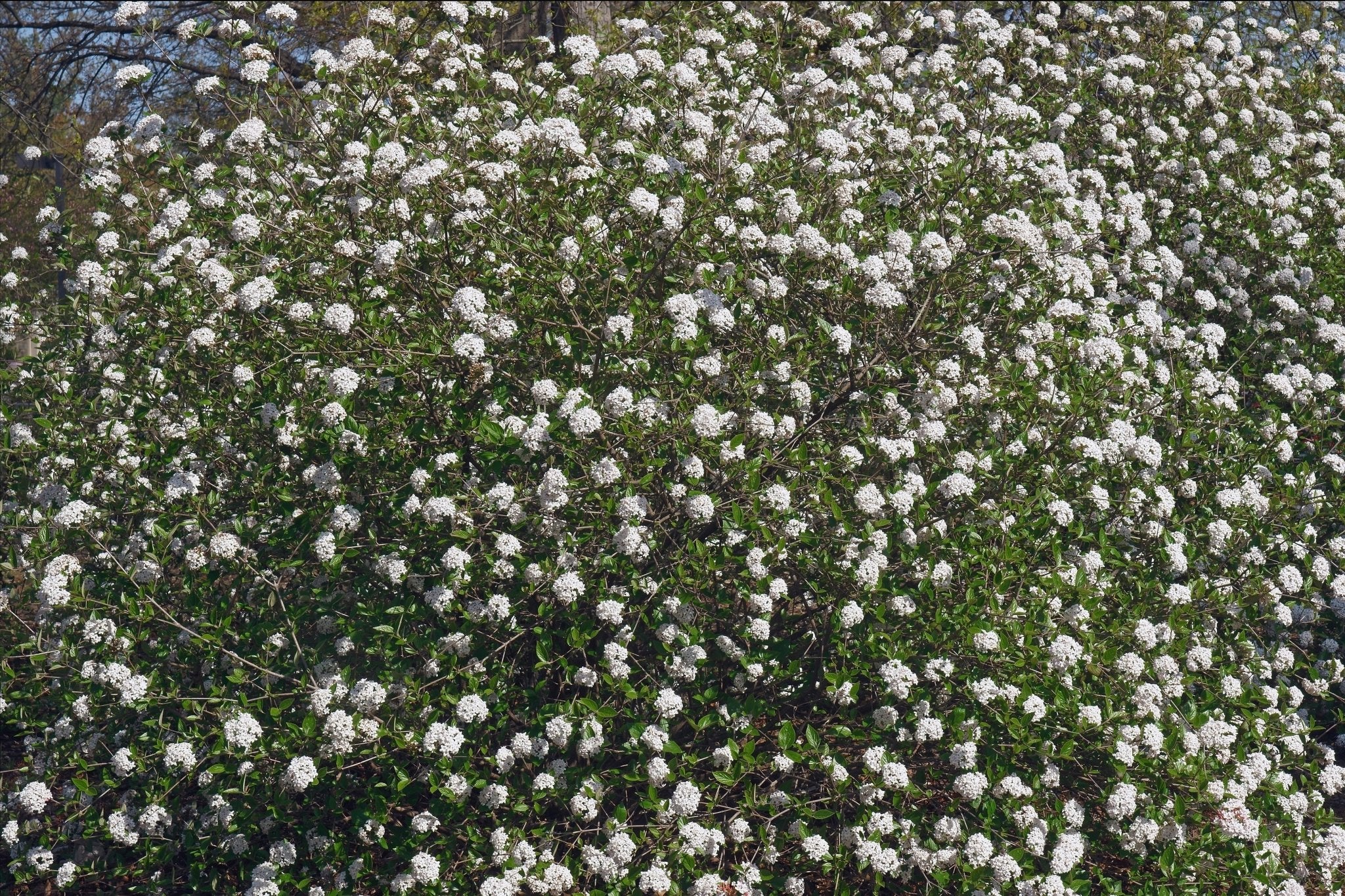 Mohawk Burkwood Viburnum - Image 2