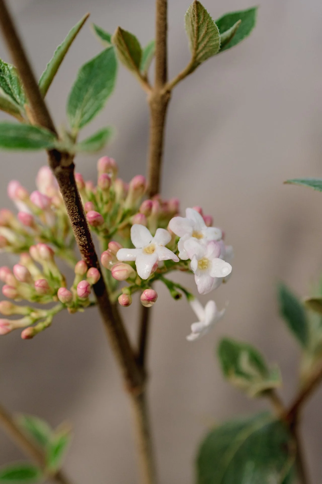 Mohawk Burkwood Viburnum - Image 3