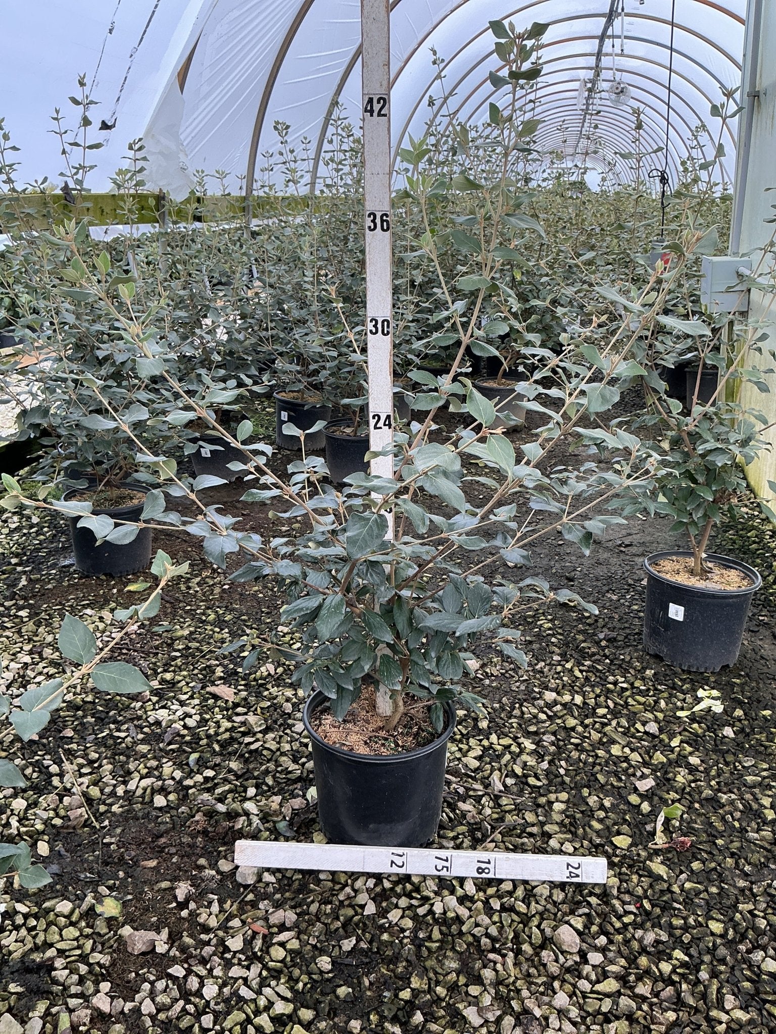 Mohawk Burkwood Viburnum - Image 4