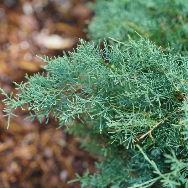 Montana Moss® Juniper - Image 2