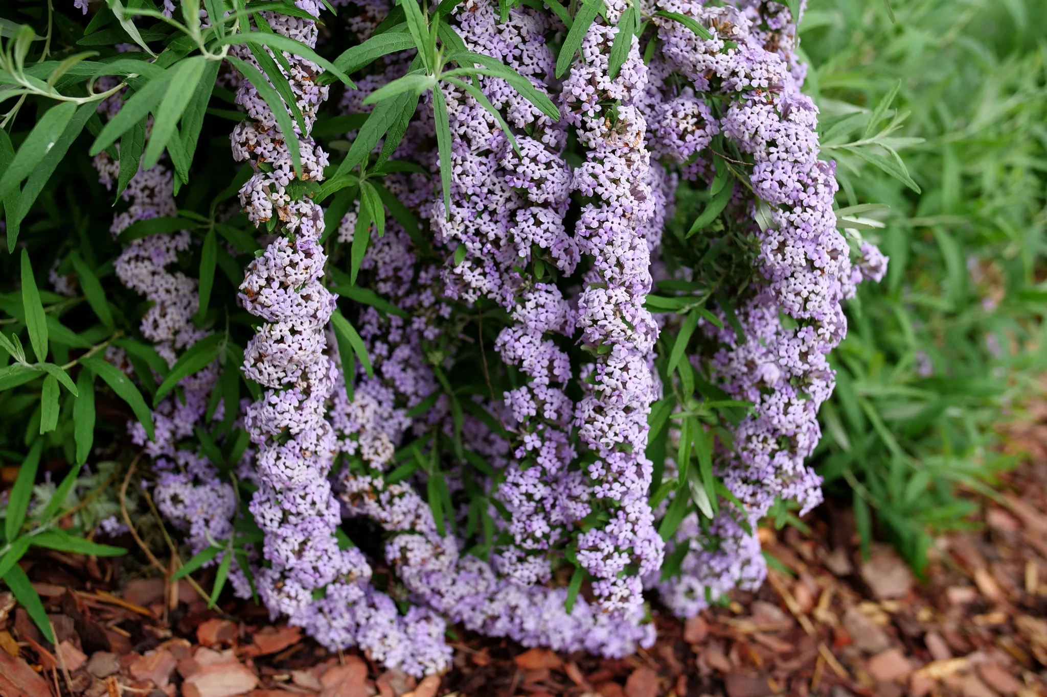 Mop Top® Fountain Butterfly Bush - Image 3