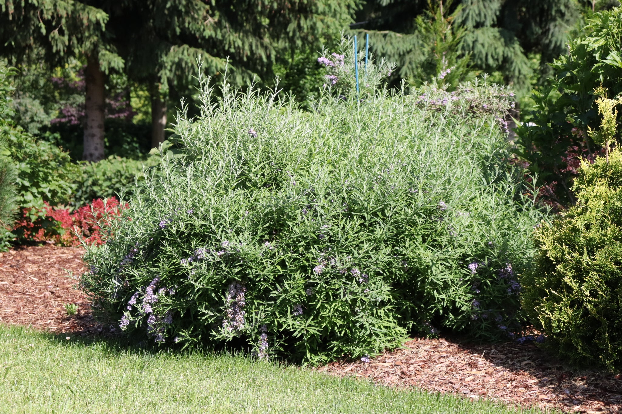 Mop Top® Fountain Butterfly Bush - Image 4