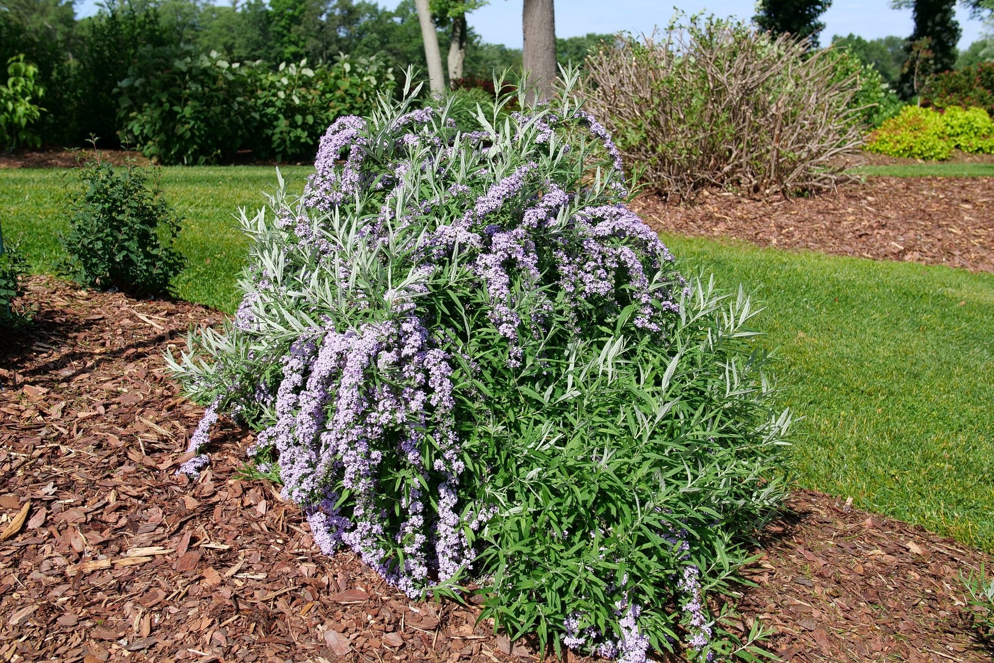 Mop Top® Fountain Butterfly Bush - Image 5