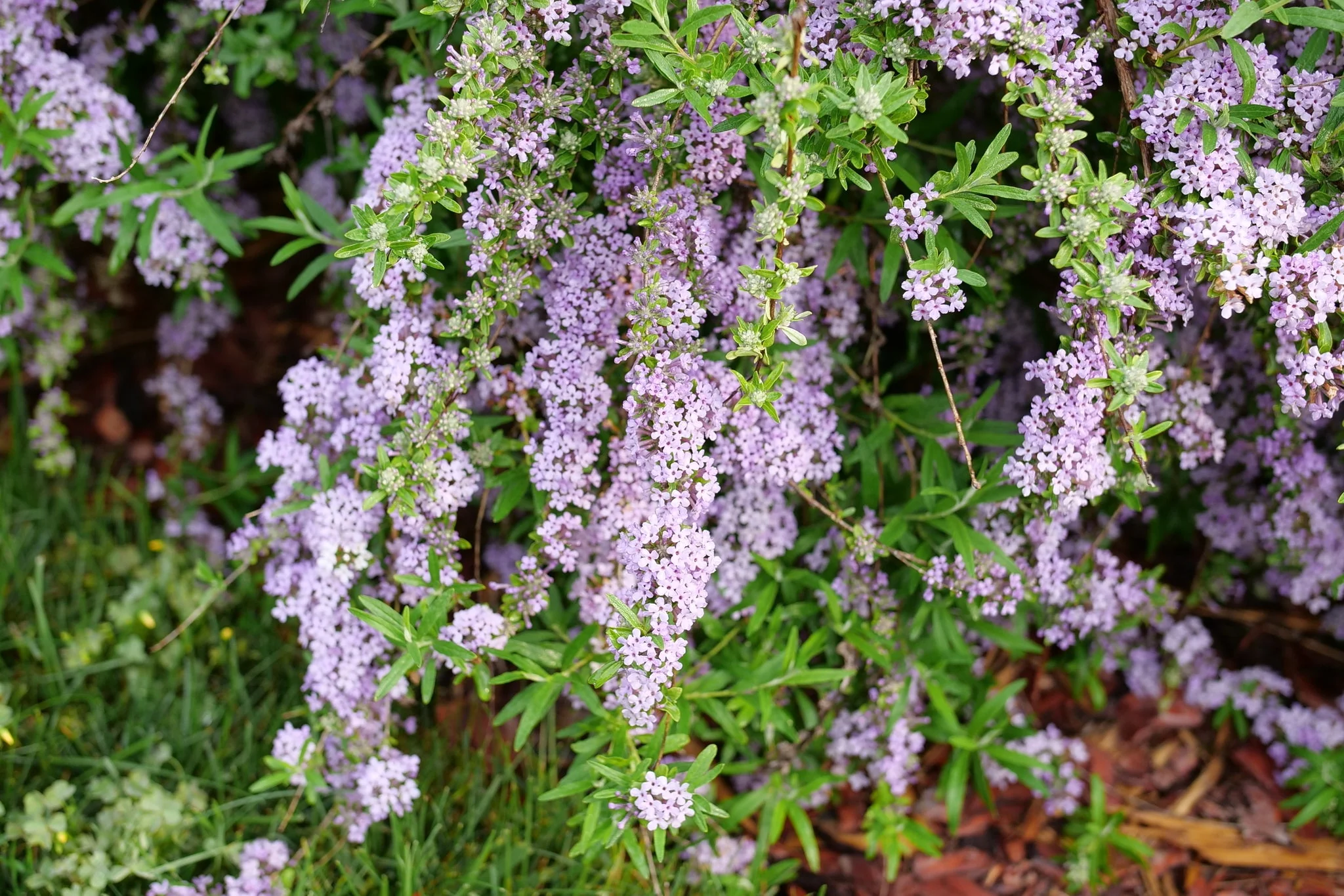 Mop Top® Fountain Butterfly Bush - Image 6