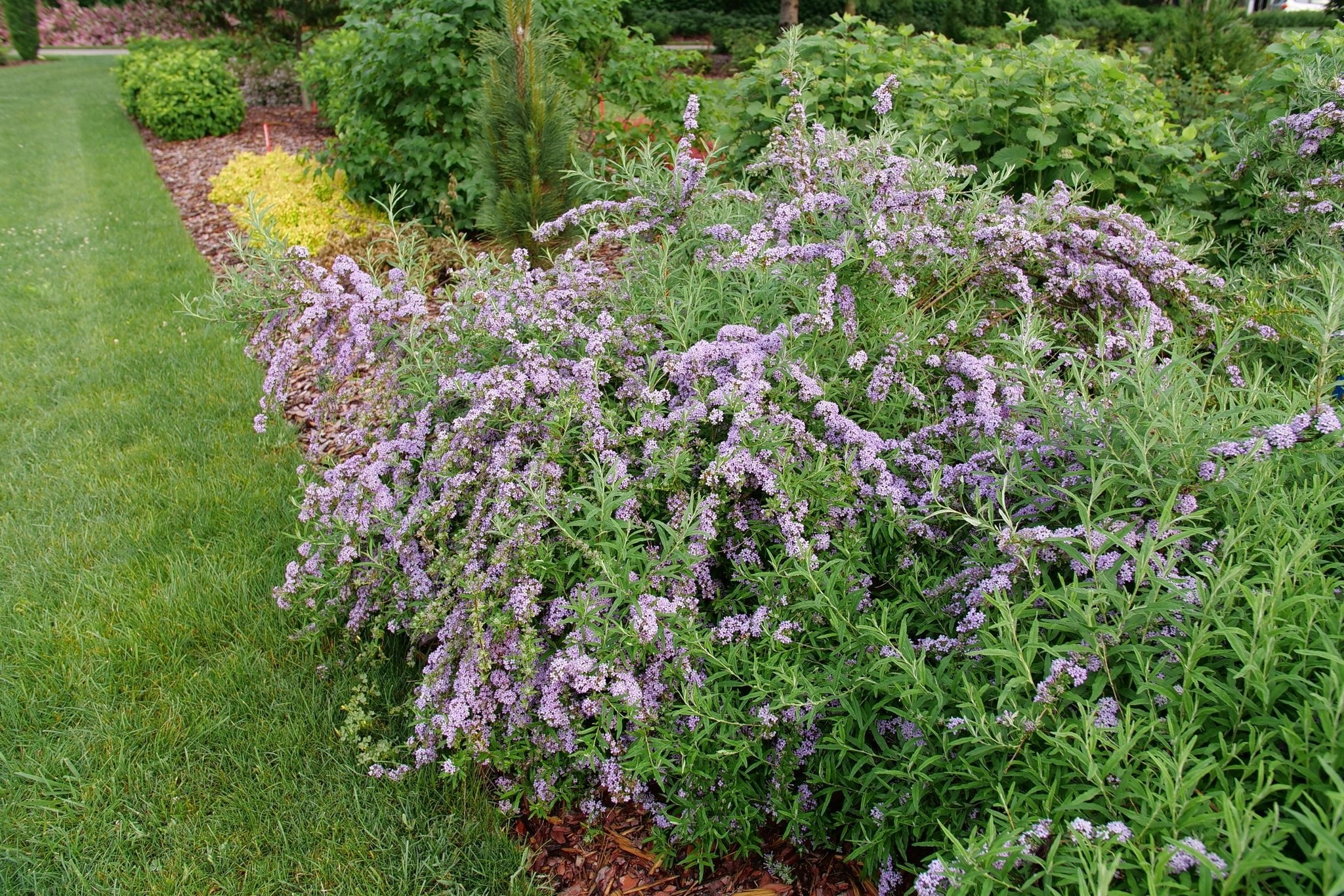 Mop Top® Fountain Butterfly Bush - Image 7