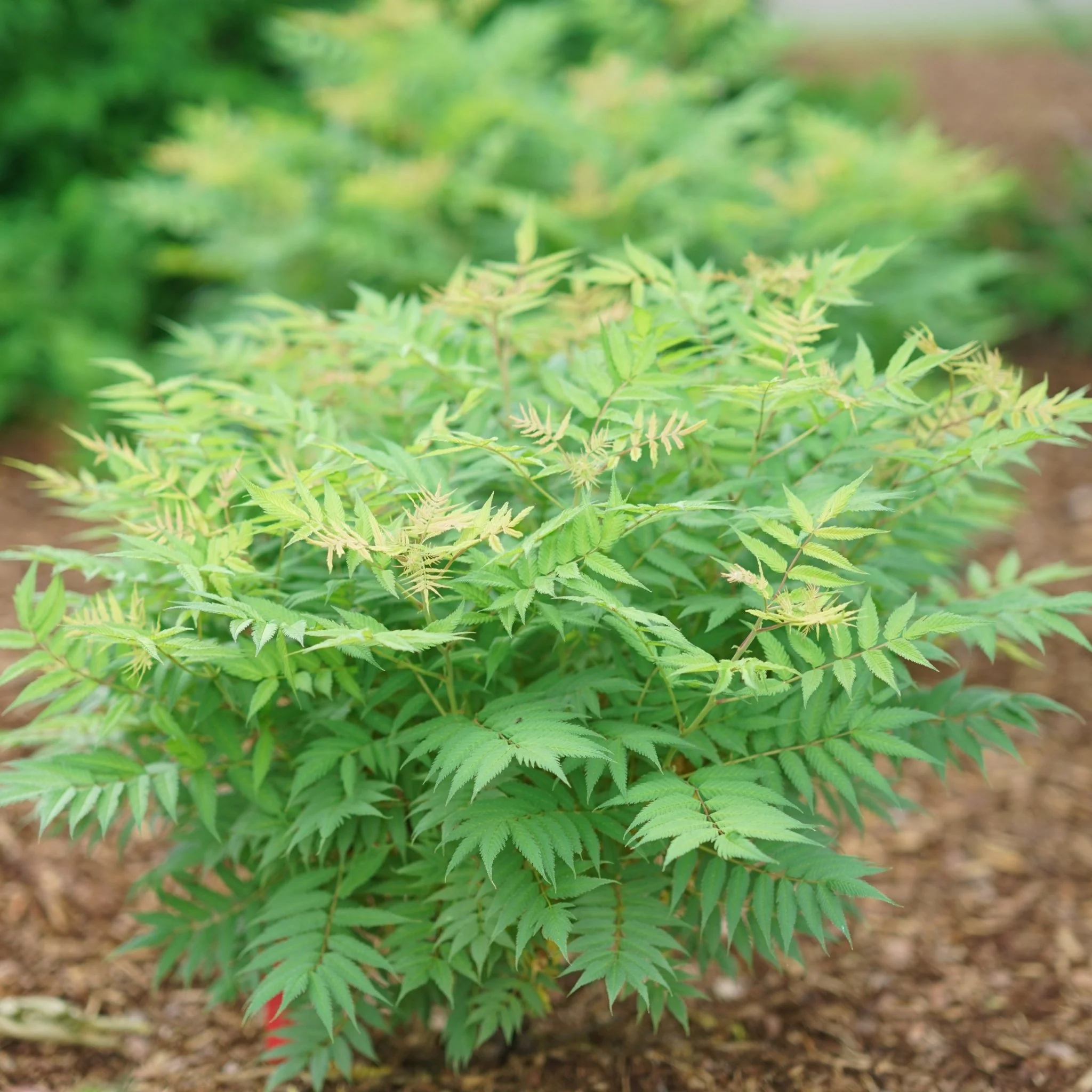 Mr. Mustard® False Spiraea