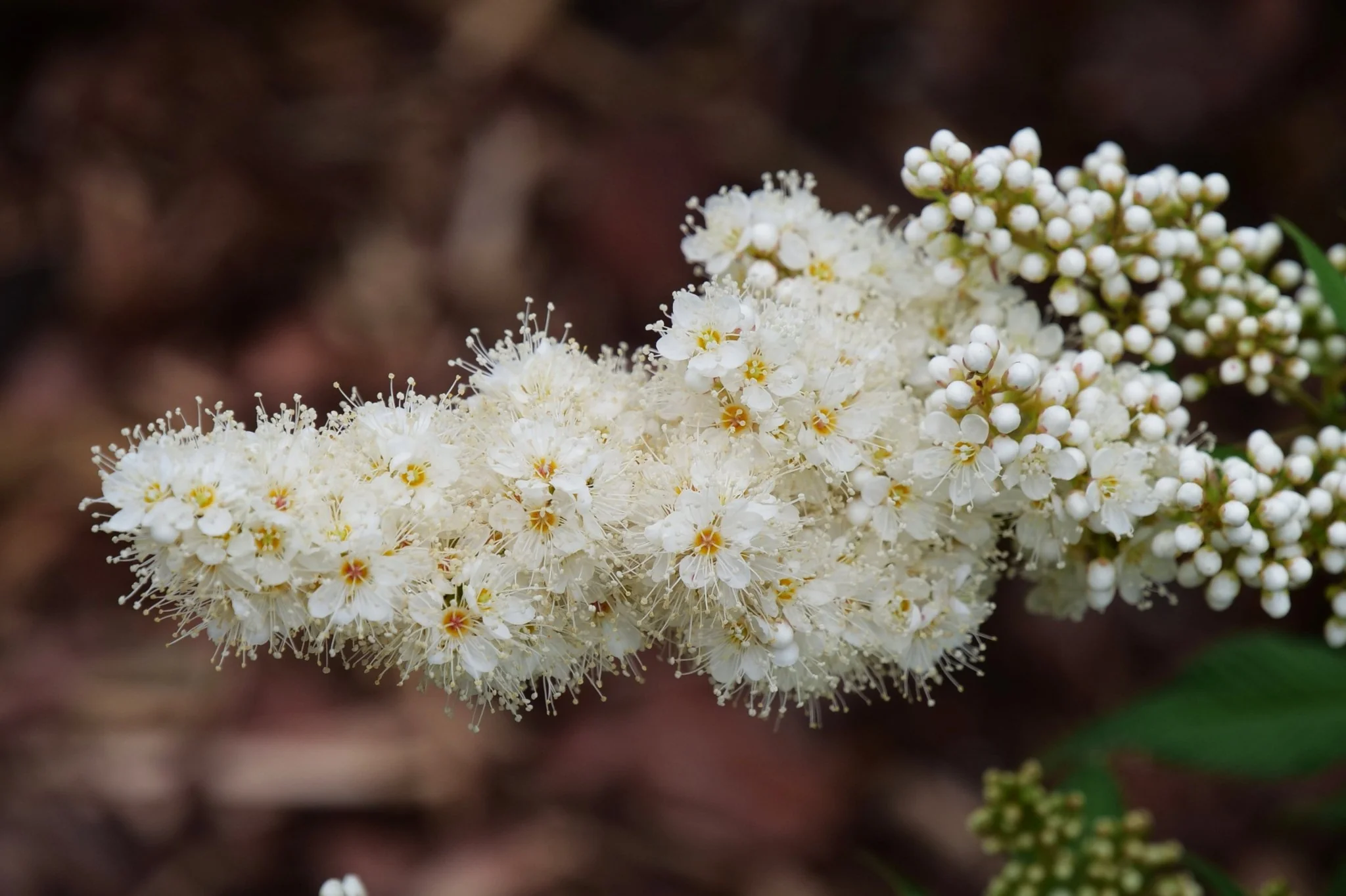 Mr. Mustard® False Spiraea - Image 10