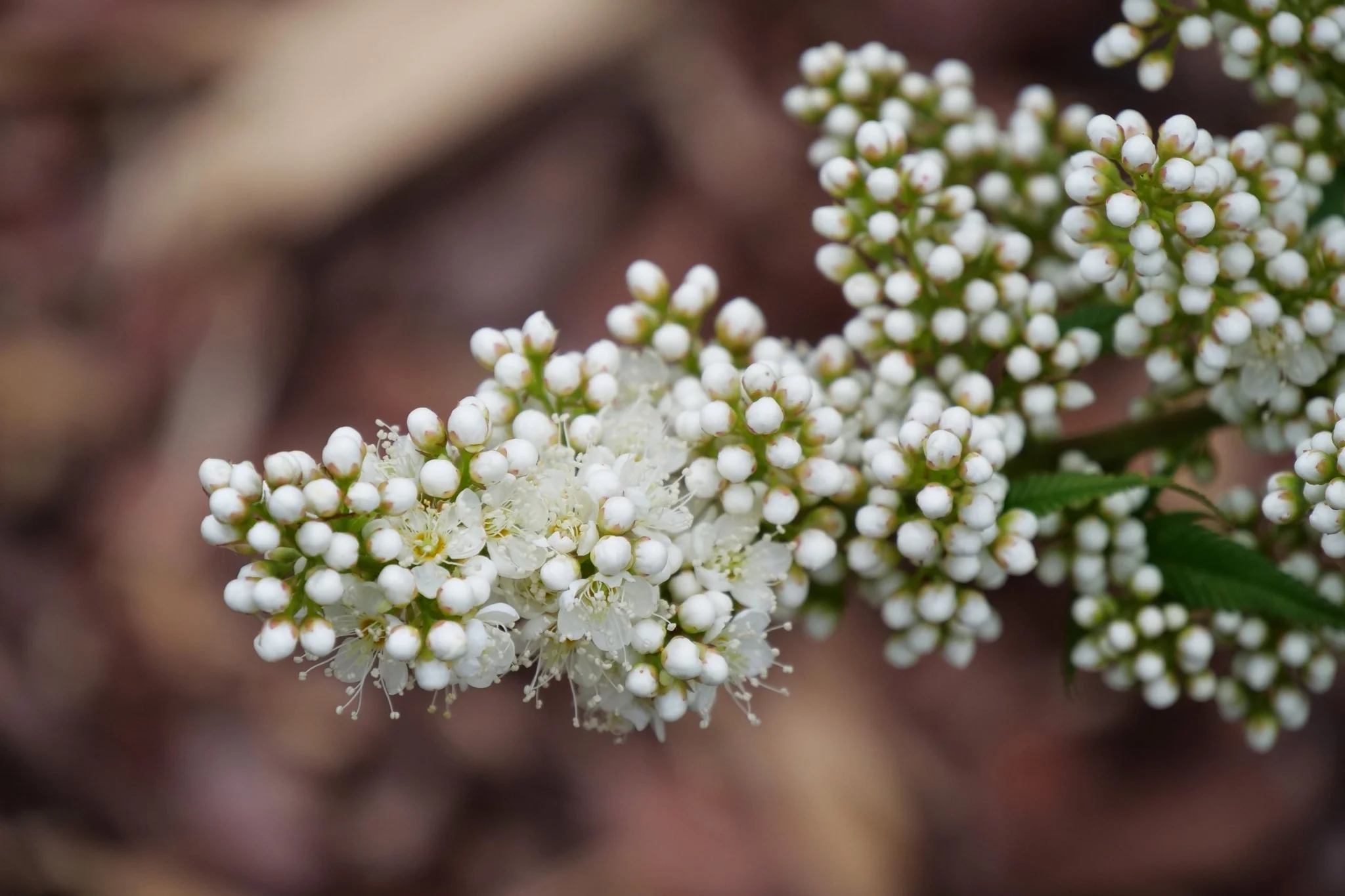 Mr. Mustard® False Spiraea - Image 2