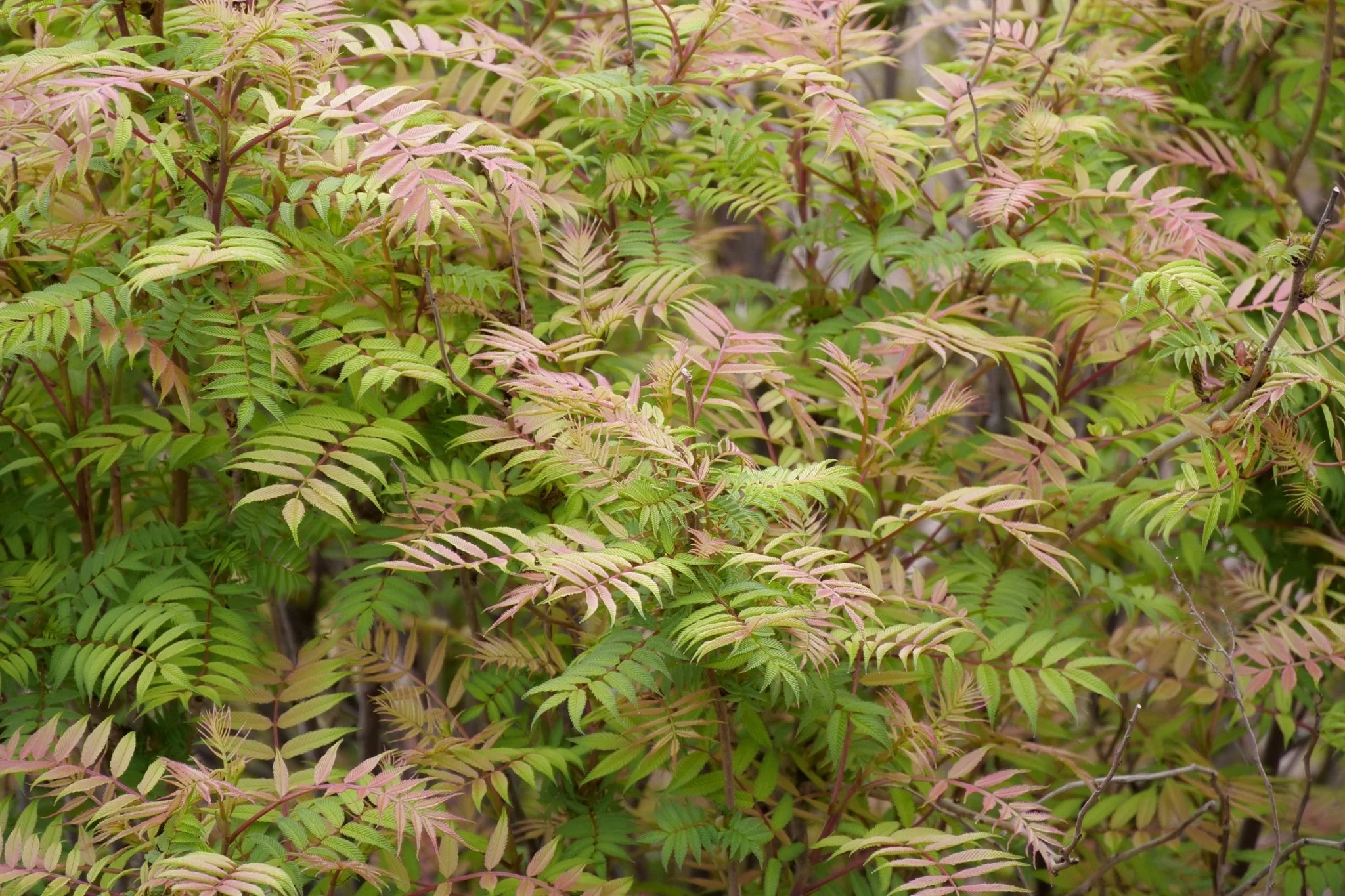 Mr. Mustard® False Spiraea - Image 3