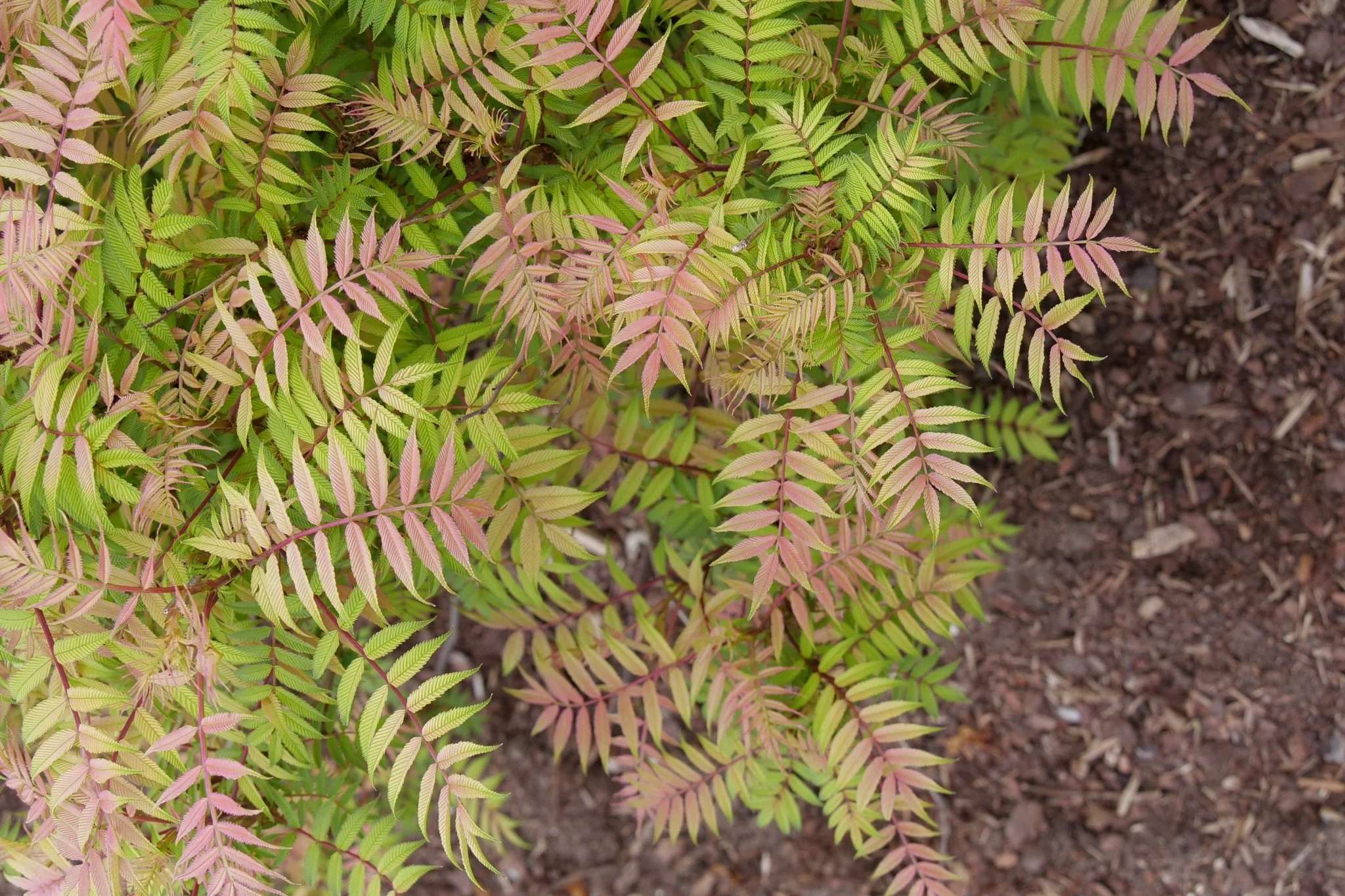 Mr. Mustard® False Spiraea - Image 4