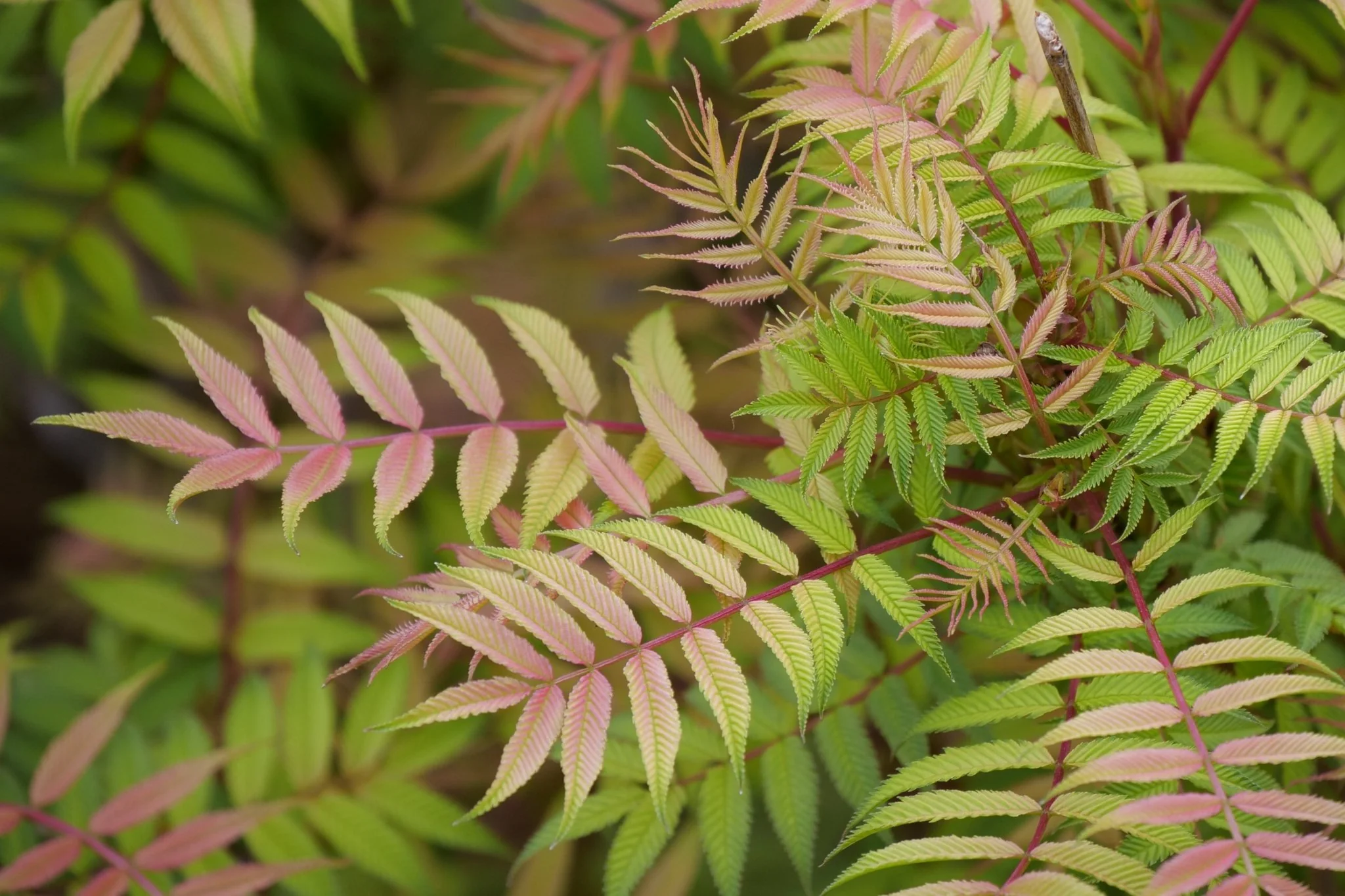 Mr. Mustard® False Spiraea - Image 5