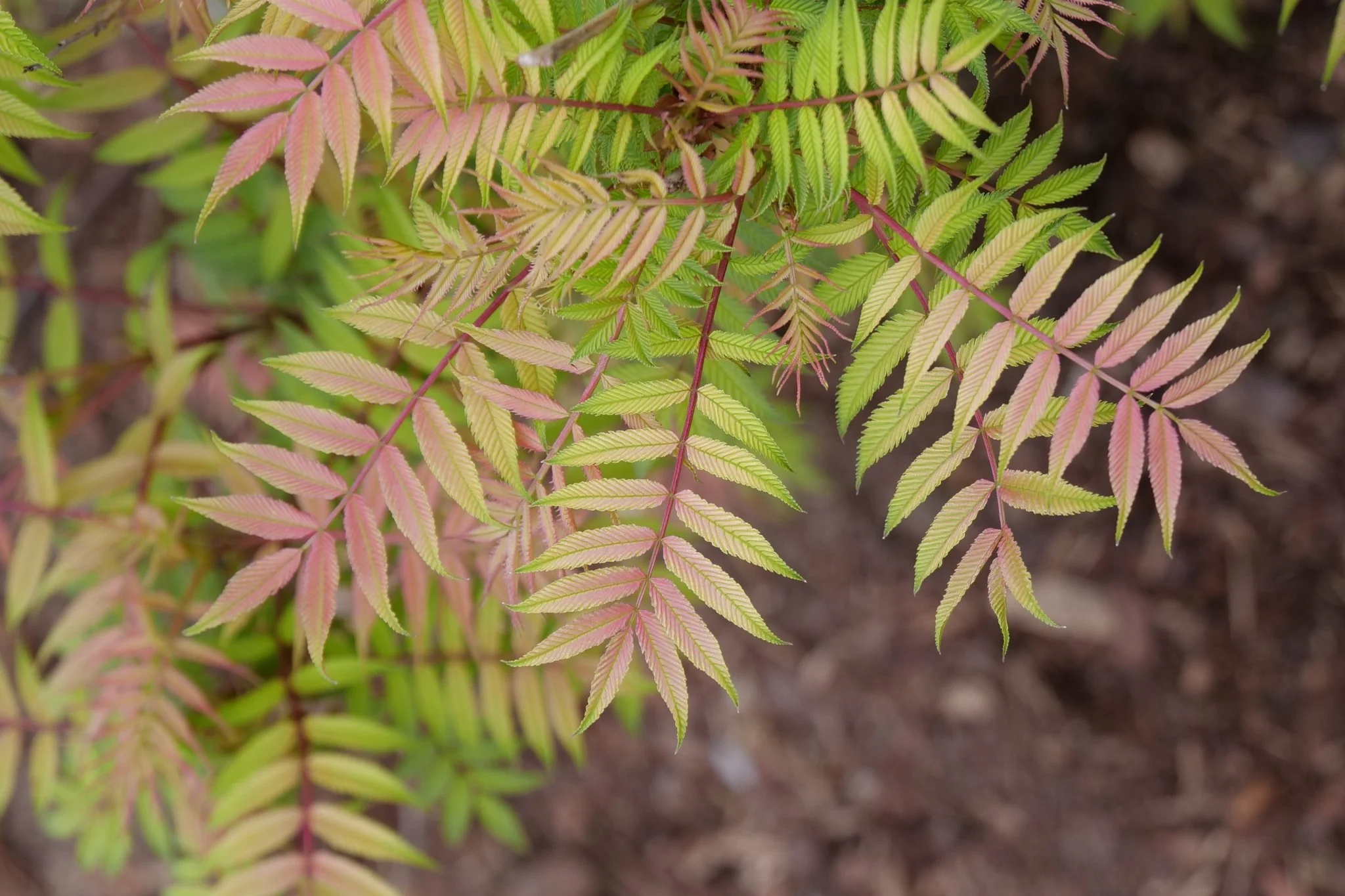 Mr. Mustard® False Spiraea - Image 6