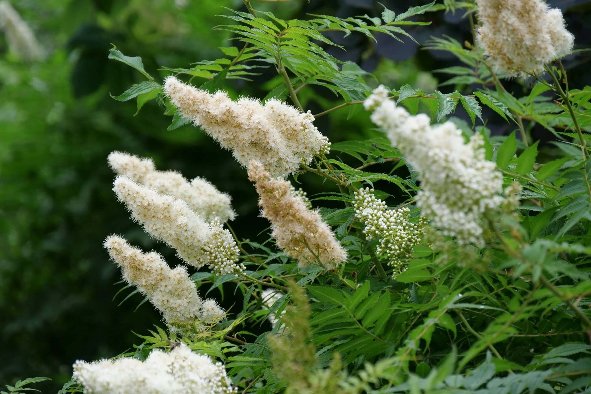 Mr. Mustard® False Spiraea - Image 7