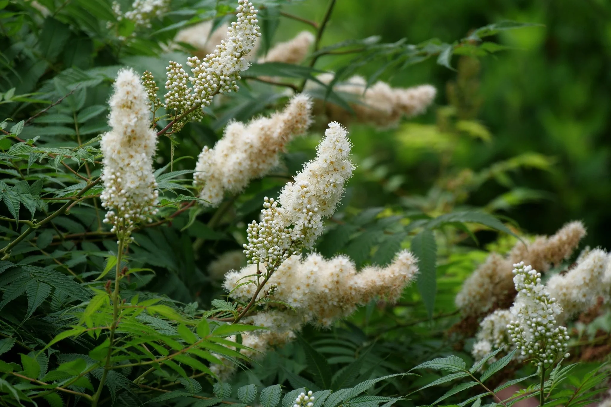 Mr. Mustard® False Spiraea - Image 8