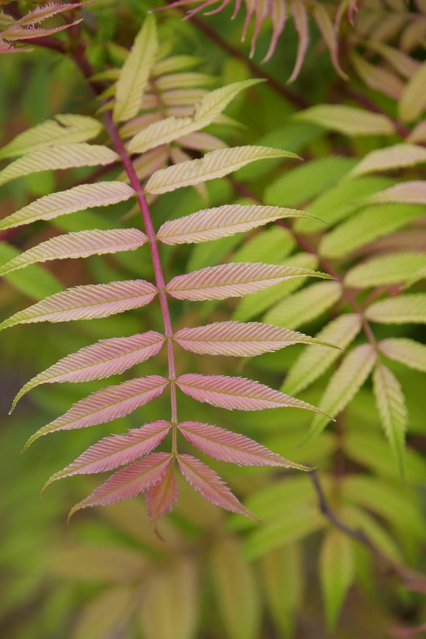 Mr. Mustard® False Spiraea - Image 9