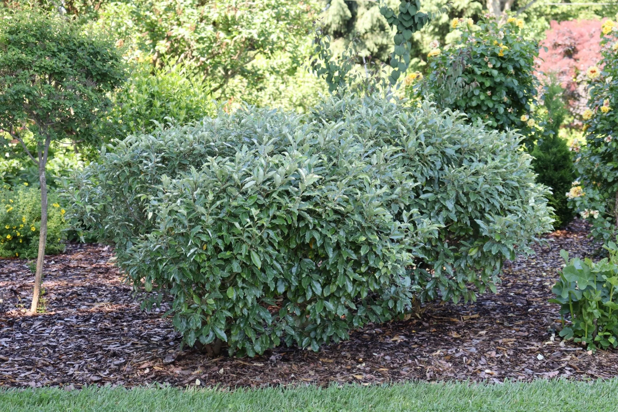 Mr. Smooth® Seedless Thornless Silverthorn