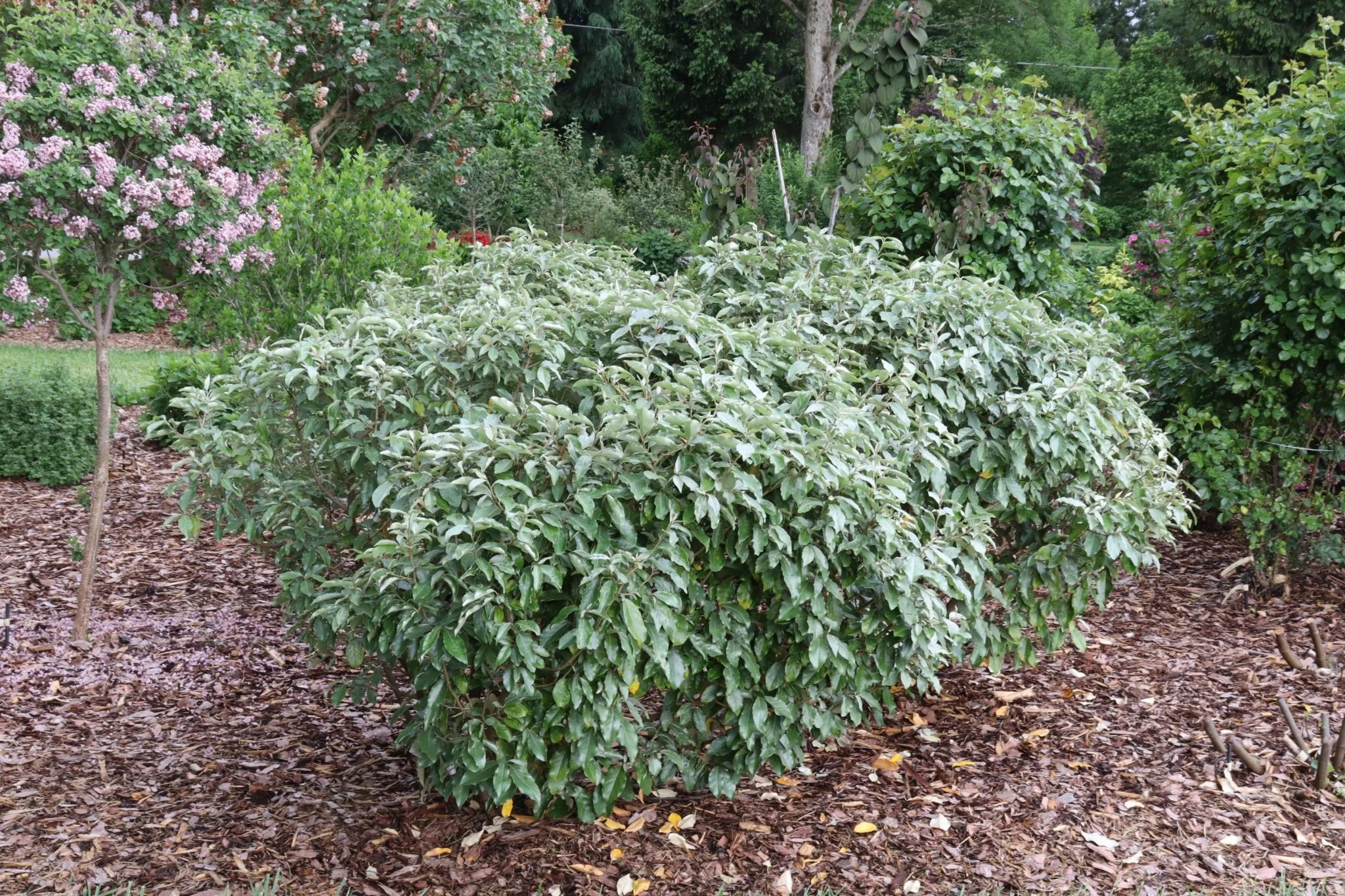 Mr. Smooth® Seedless Thornless Silverthorn - Image 2