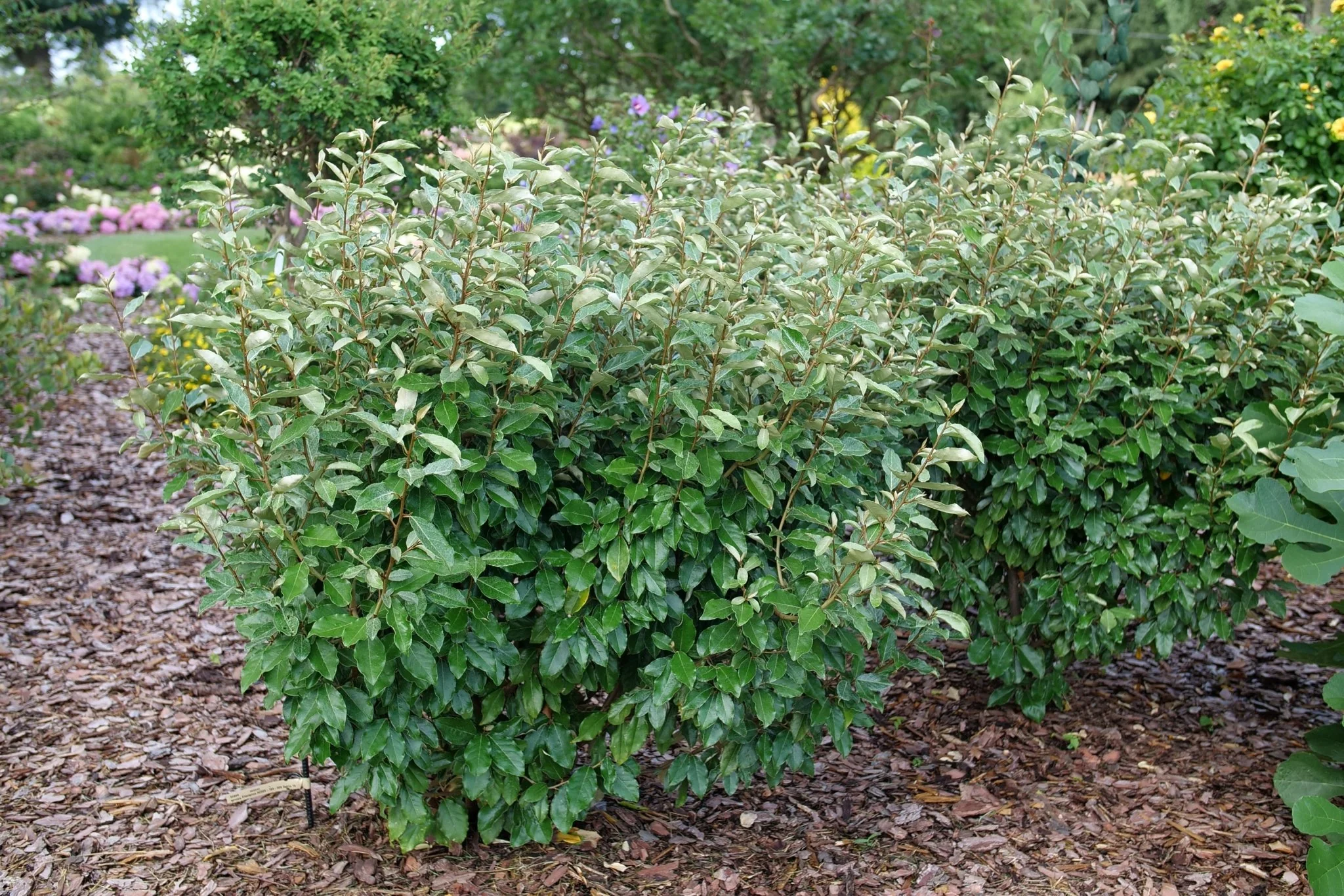 Mr. Smooth® Seedless Thornless Silverthorn - Image 3