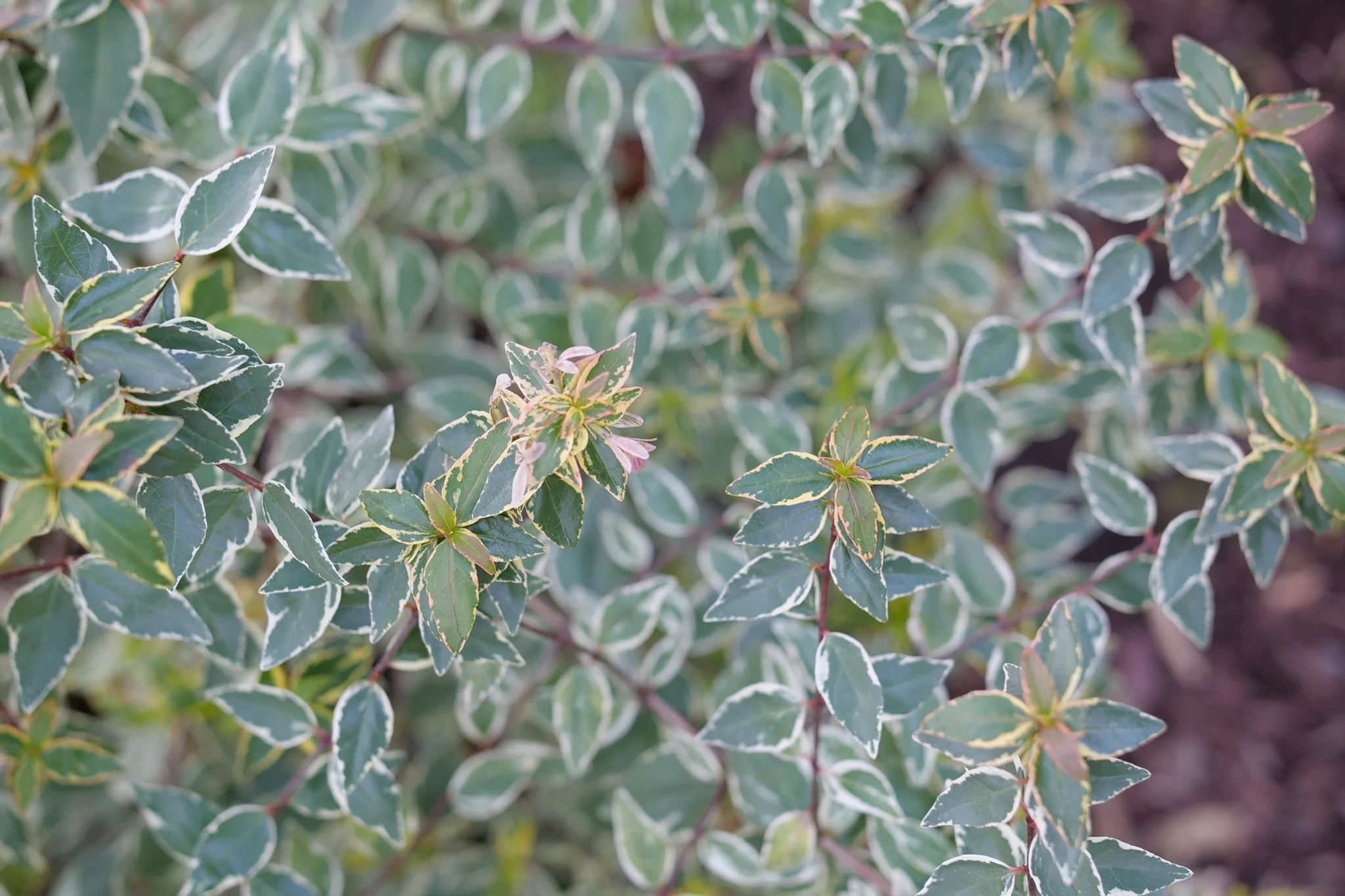 Mucho Gusto® Abelia